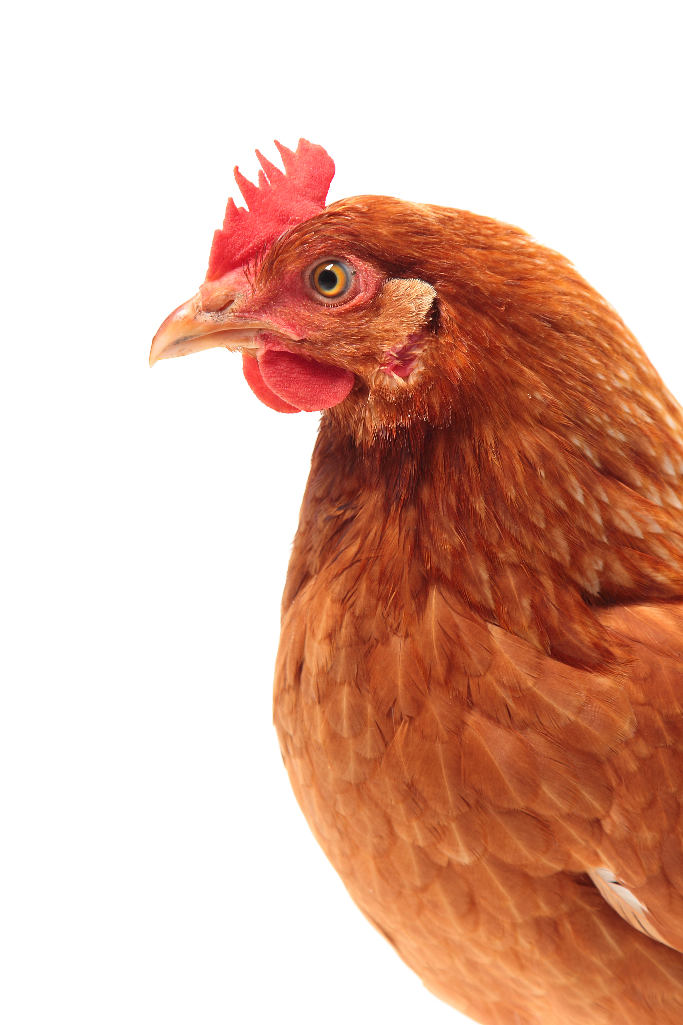 chicken