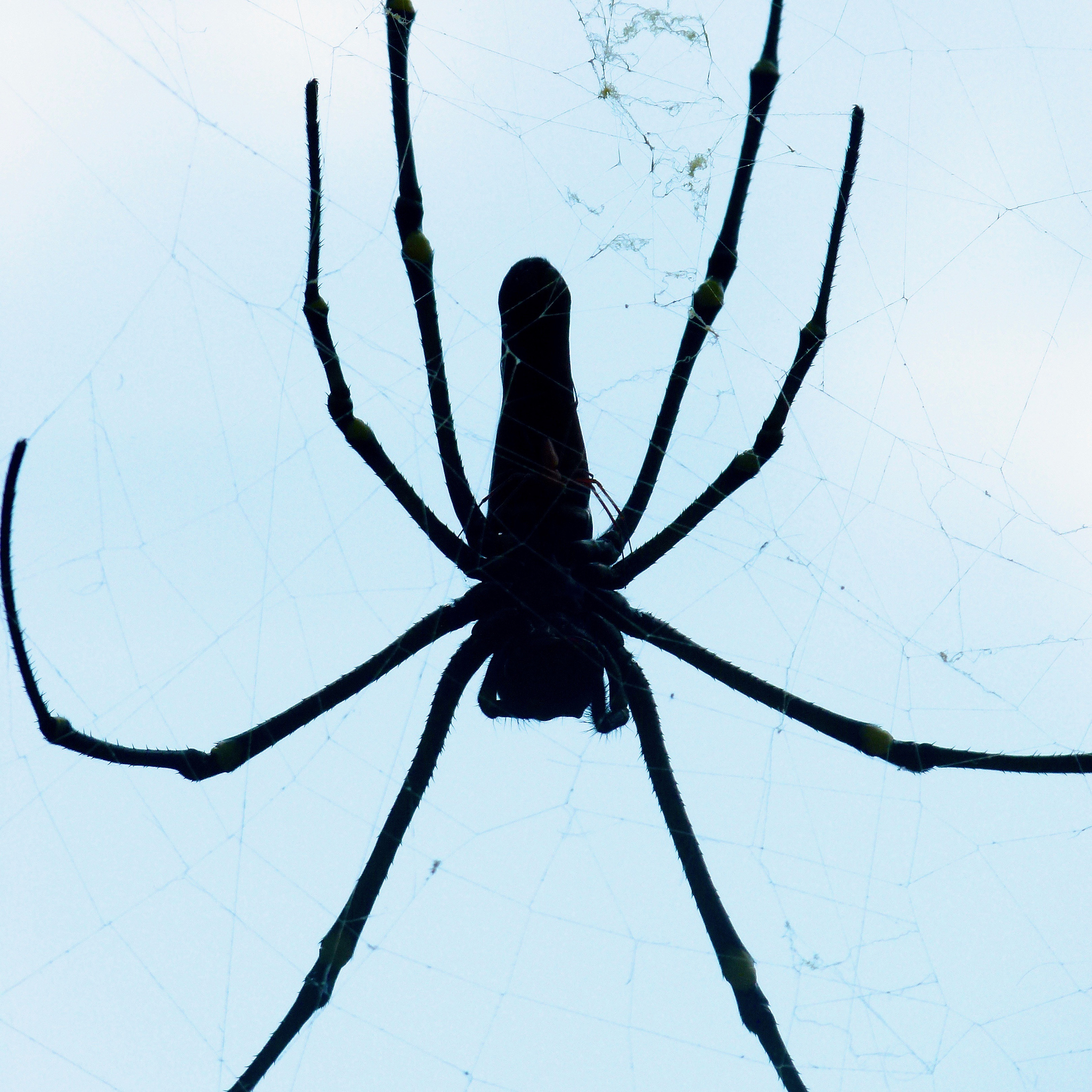 import scrapyfrom scrapylinkextractors import LinkExtractorfrom scrapyspiders import CrawlSpider Ruleclass SunSpiderCrawlSpider name = sun #allowed_domains = wwwsuncom start_urls = httpswwwku