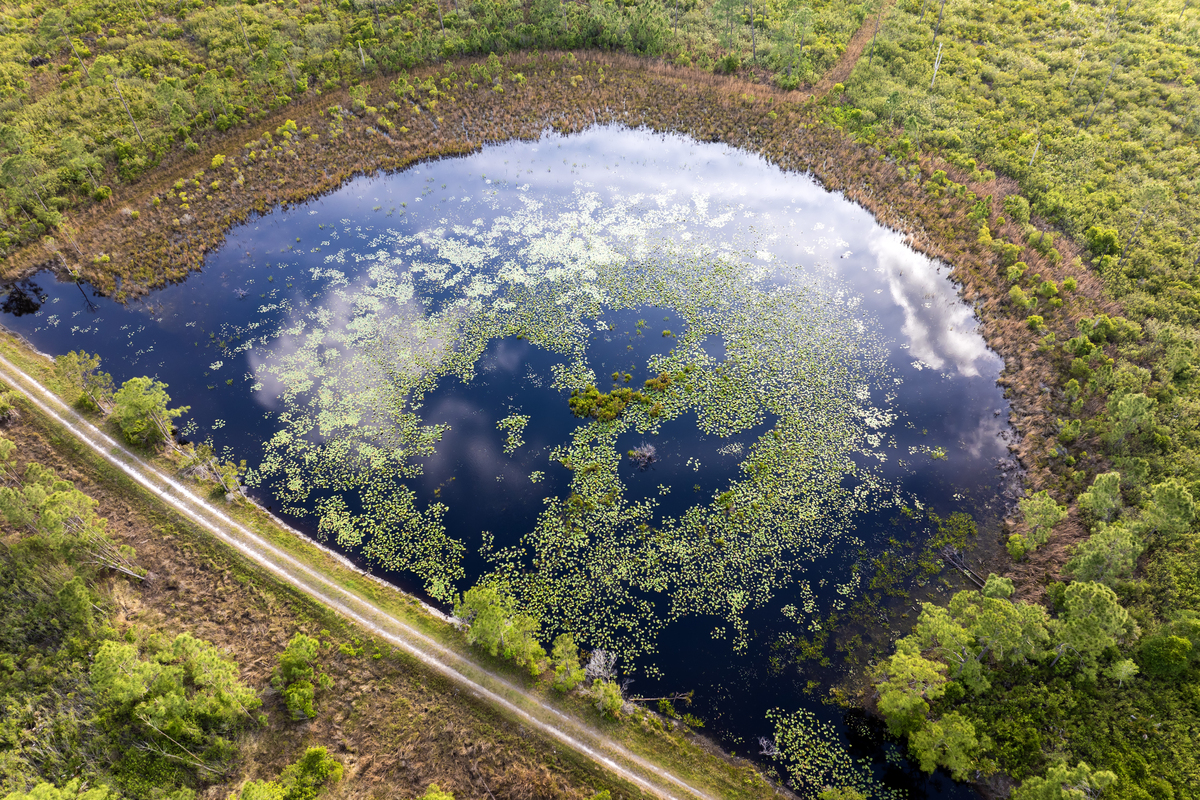 Nature Speaks English DraftI am the rainforest I watched them grow up hereTheyve left But they always come back Yes they always come back For my trees their woodMy plants their medicinesFor my beauty
