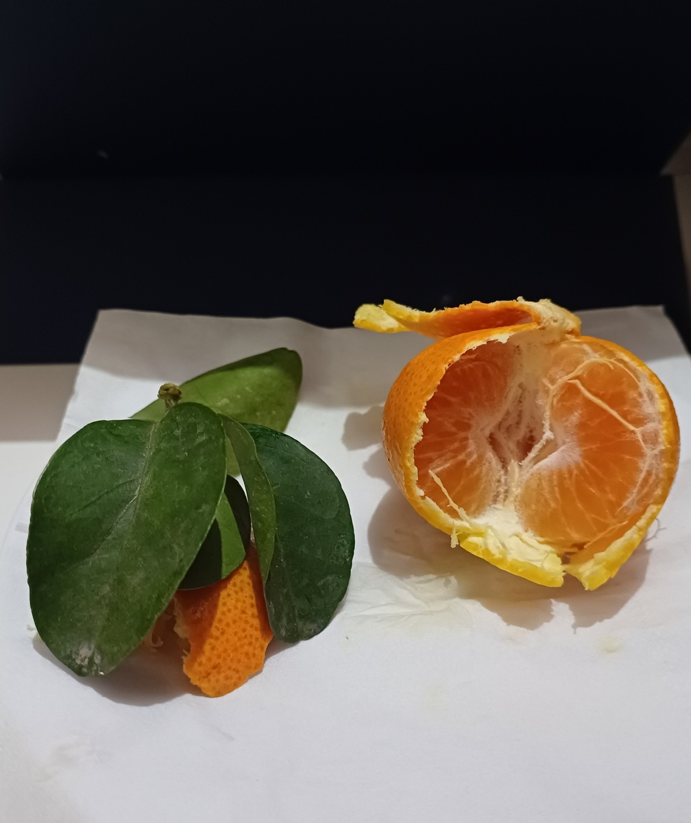 褚橙与褚柑的区别，