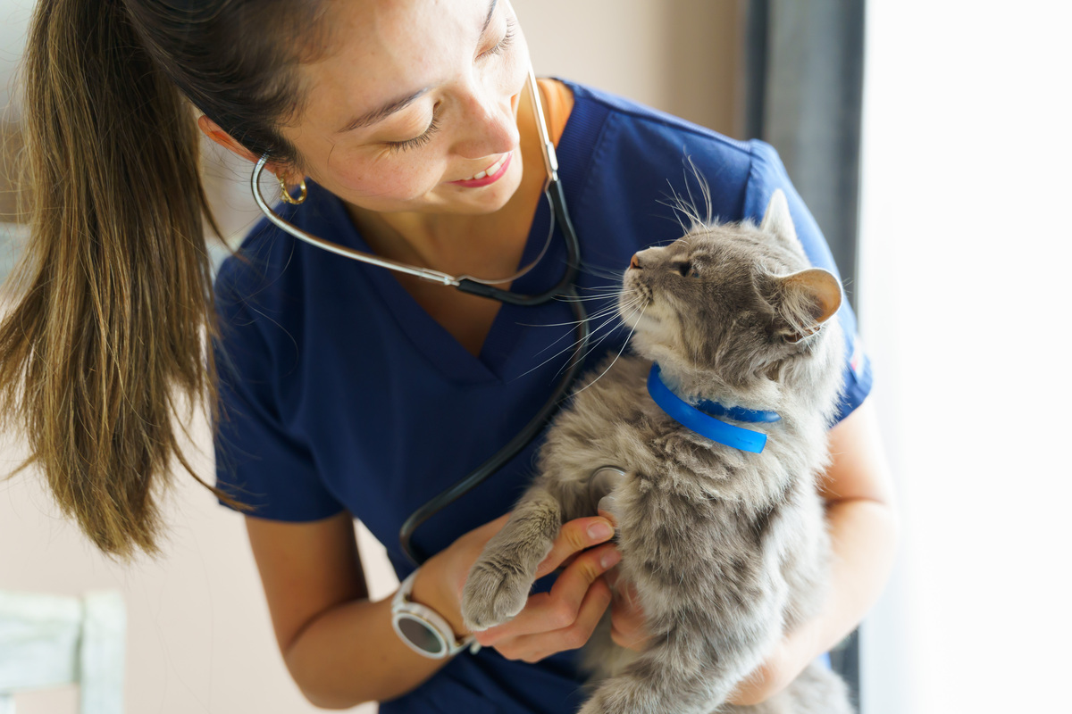 猫打完猫三联疫苗白细胞会上升吗