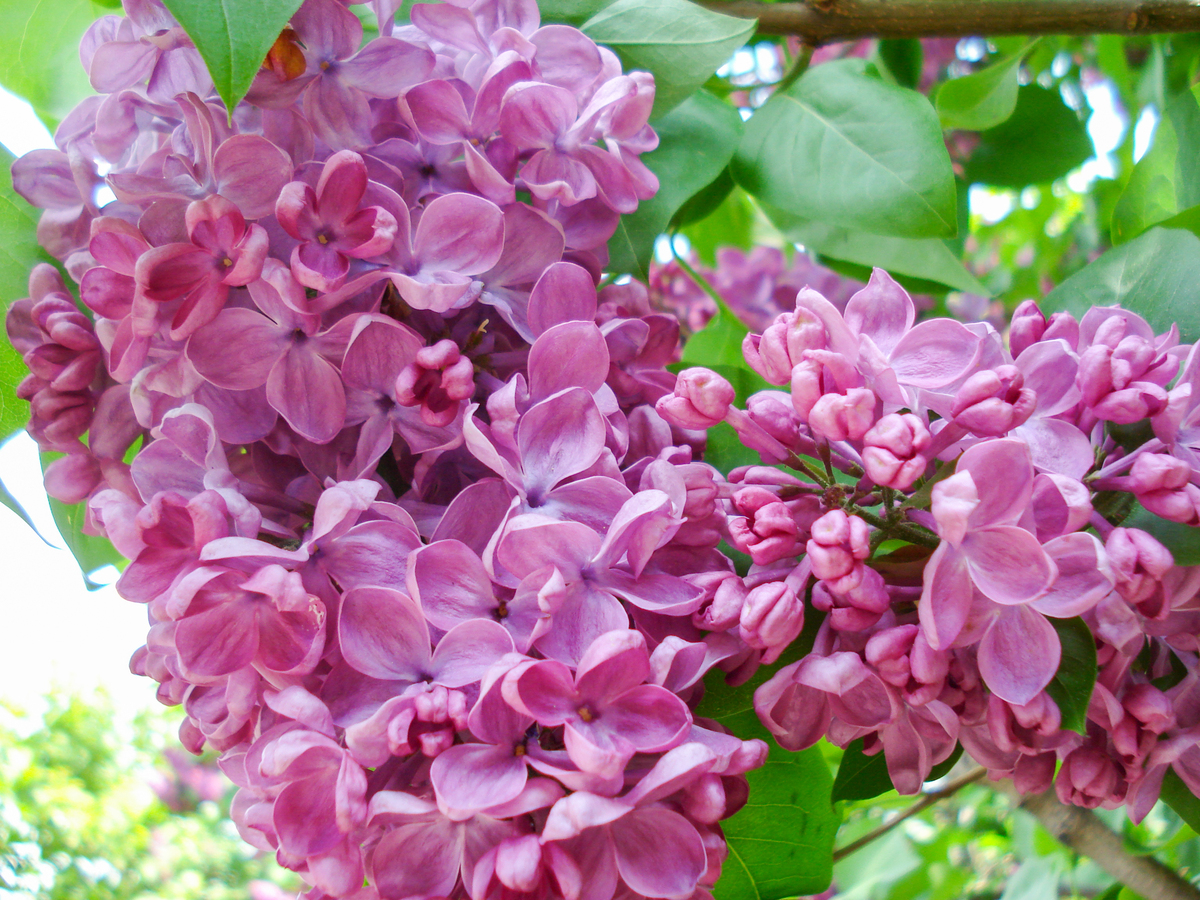 五瓣丁香花有什么含义花期是什么时候1500字