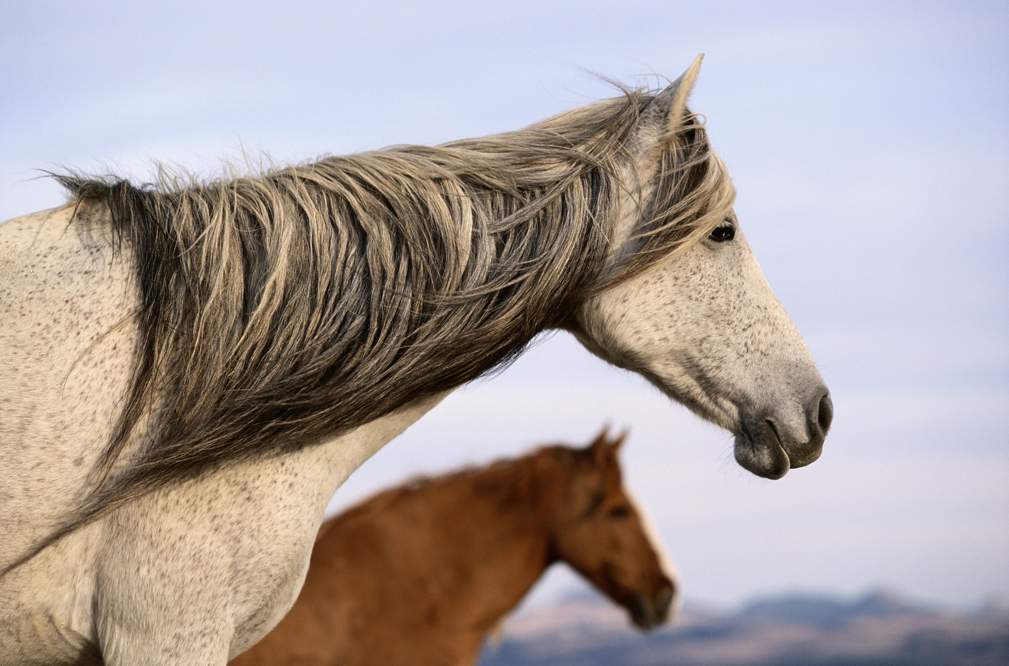 spanish mustangs