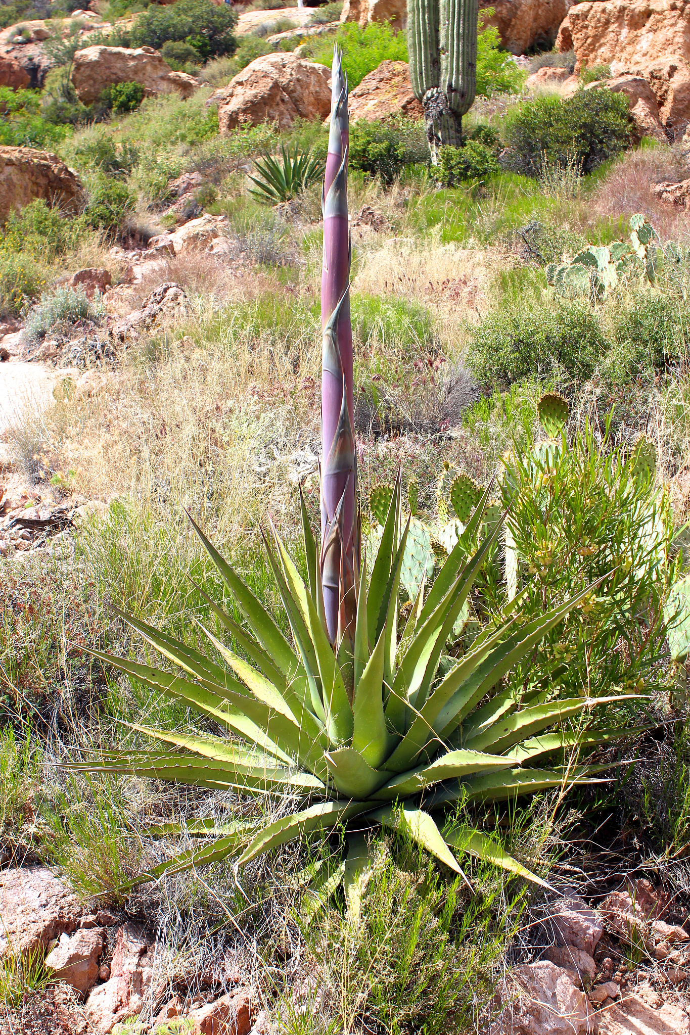 cactus in the superstitions