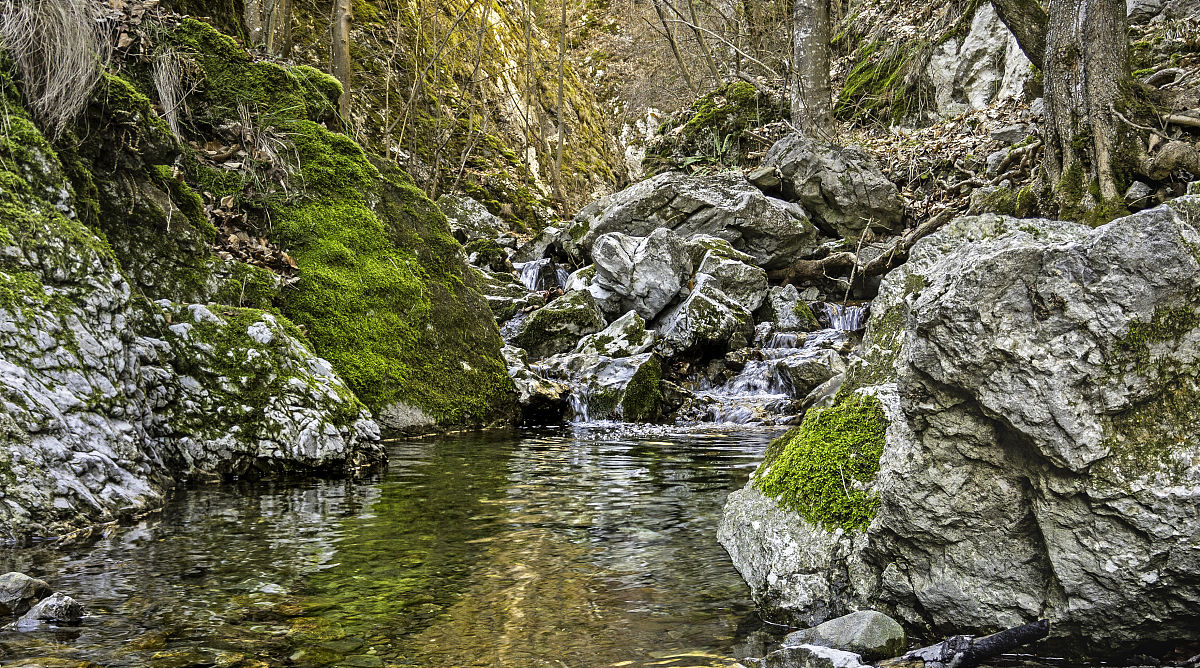 大自然的奇妙声音：鸟鸣、溪流、风声，美妙动听
