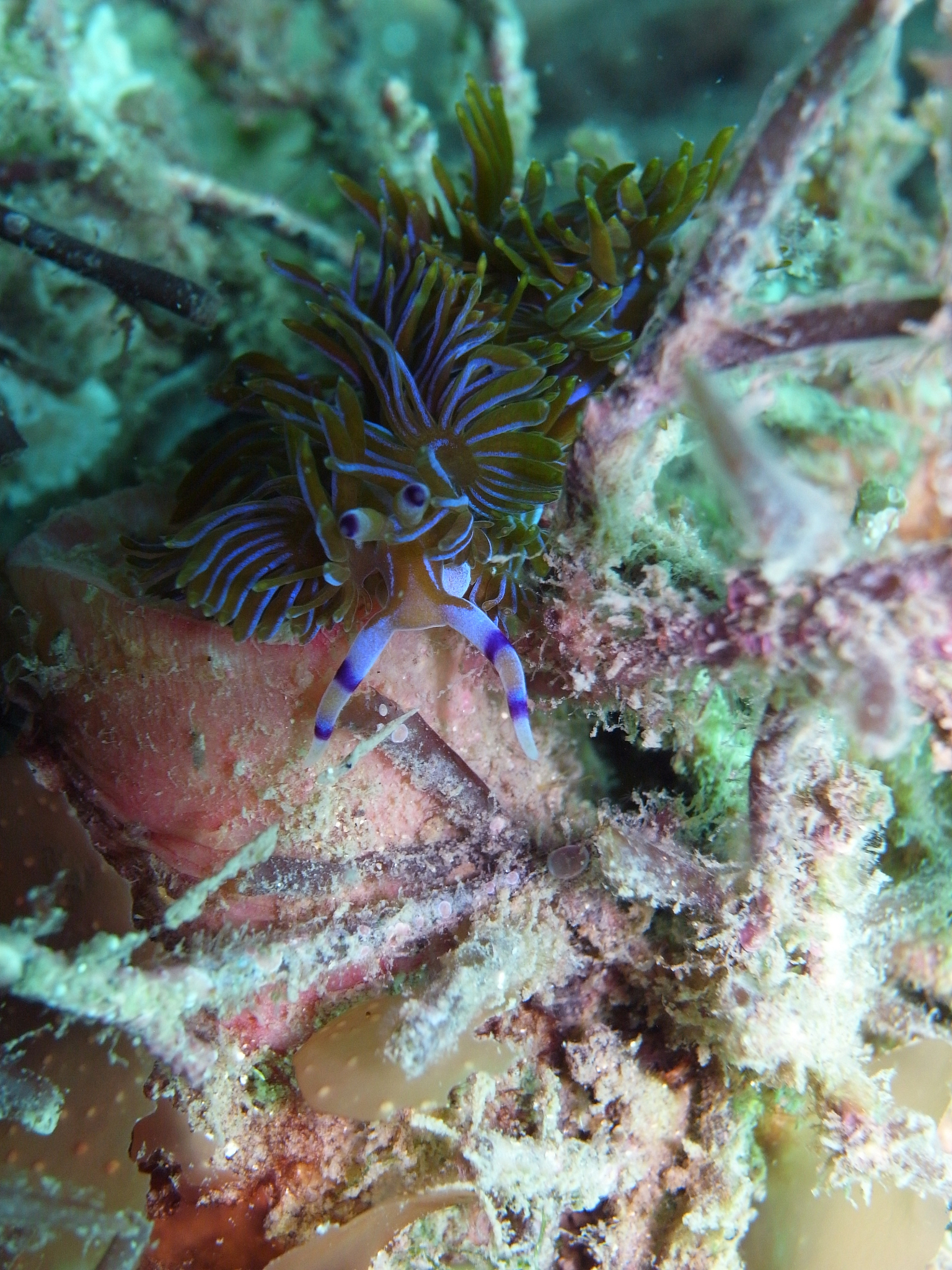 请用中文润色修改下面的文字使其结构合理逻辑清晰要求使用书面学术用语：通过图3-8可以看出不同断面底栖生物δ13C值的变化。大型海藻体内的δ13C值没有显著差异P＞005。S2断面大型海藻的δ13C值最高为-1639±176S3断面的δ13C值最低为-1657±175。S3断面底栖动物体内的δ13C值达到最高值为-1310±149显著高于其他4个断面P005；其次为S5、S1和S2断面分别为-147