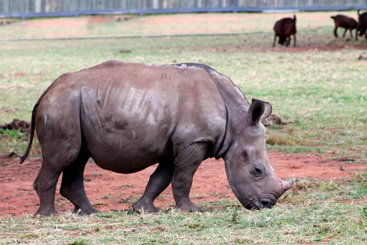 中国古代有犀牛吗？史料揭秘