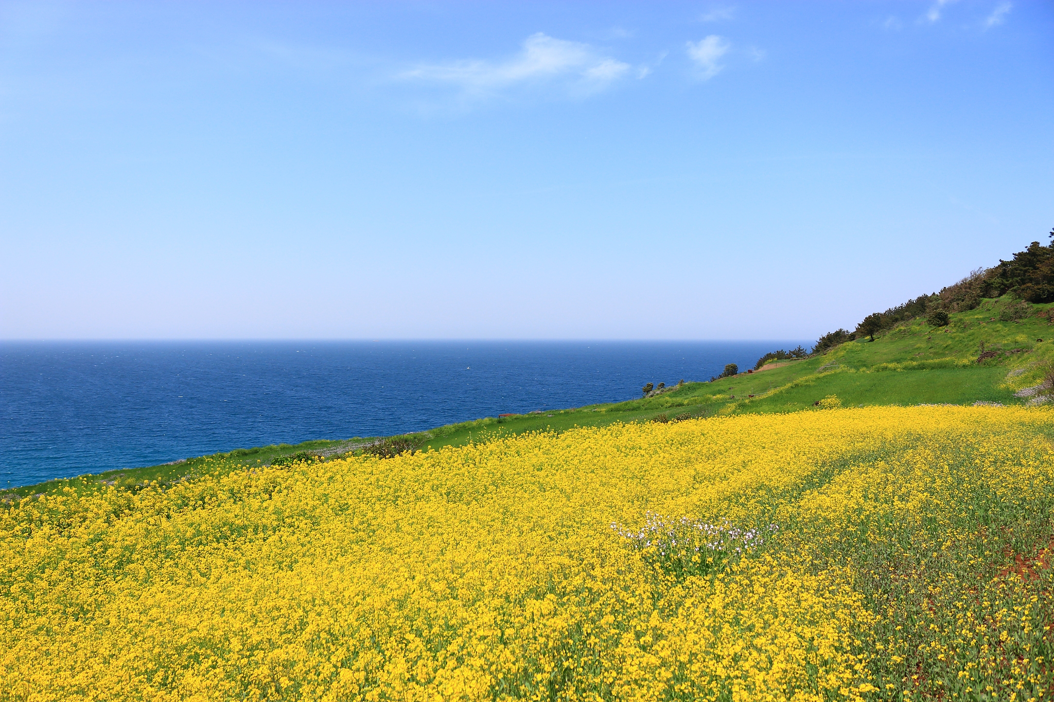 hamdeok beach, beaches, west wu bon, wildflower, flowers, horses