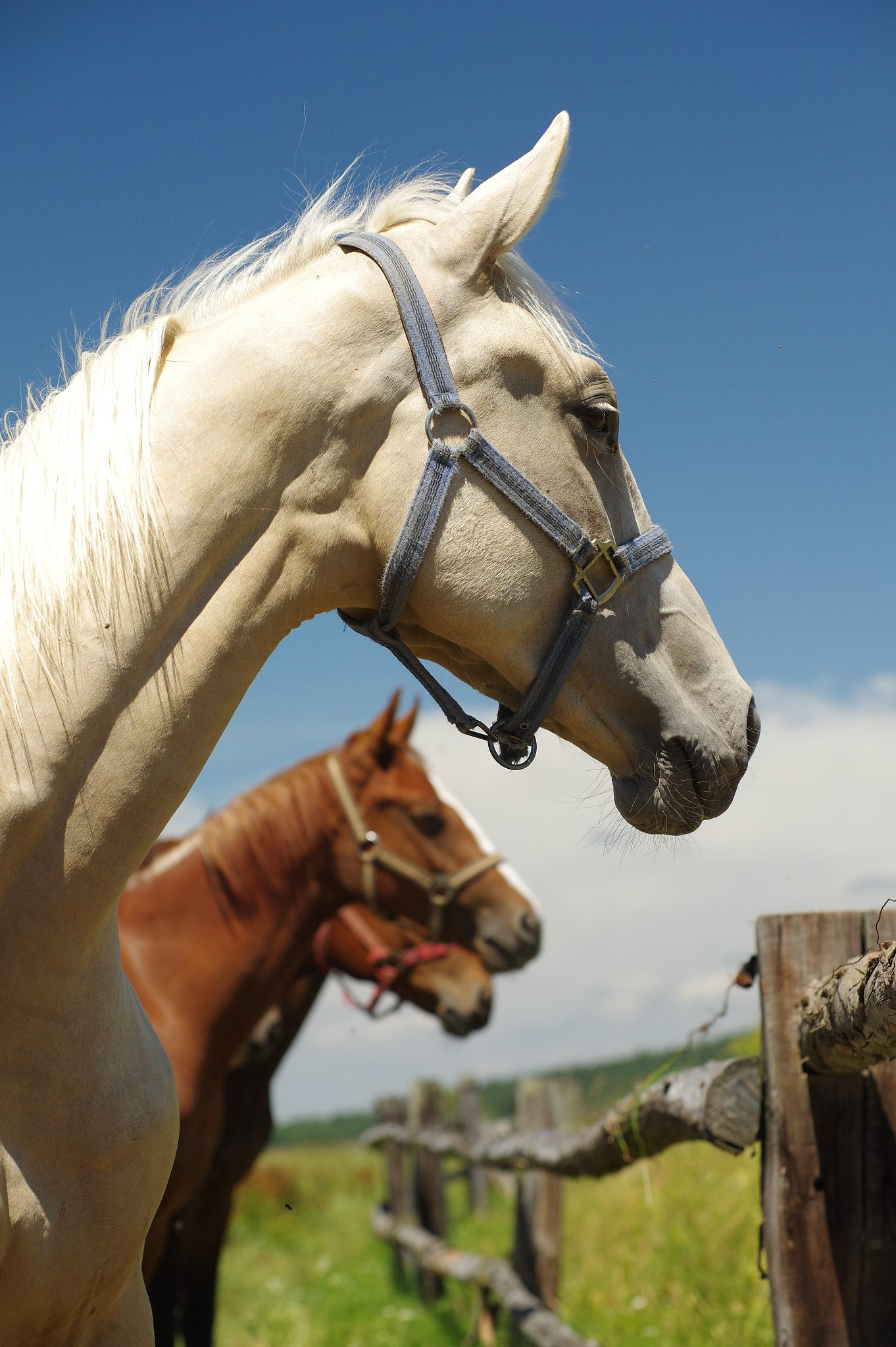 horses portrait