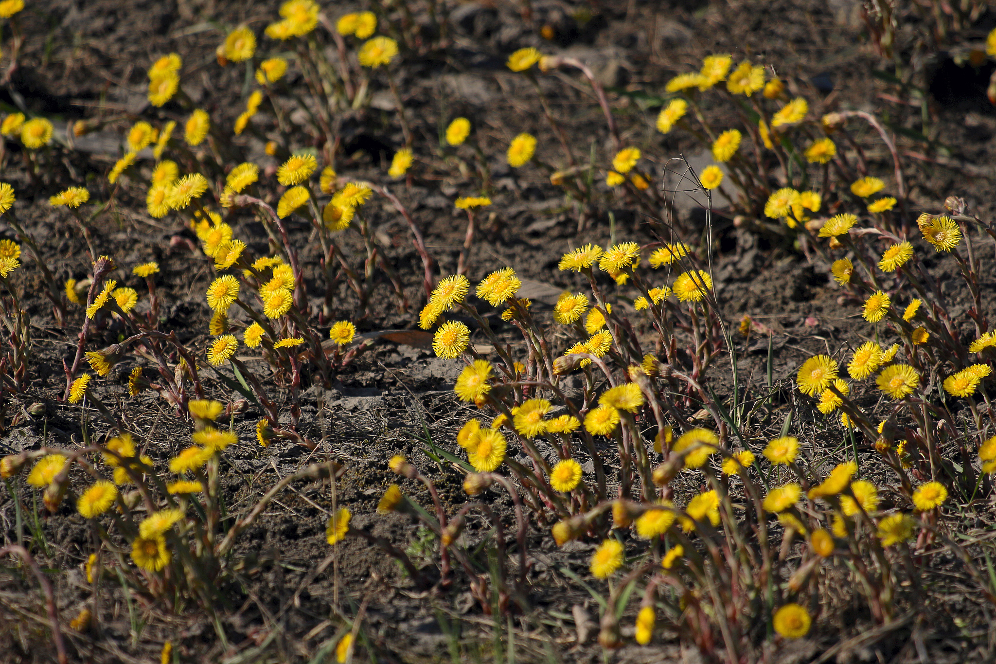 first spring flowers mother and stepmother