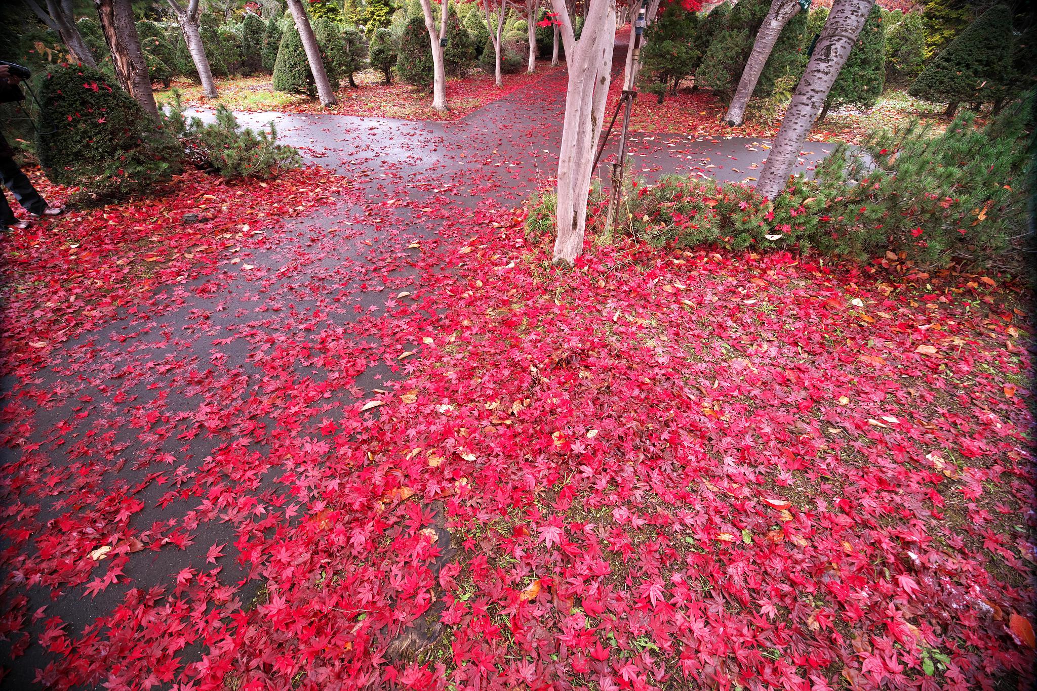 金刚菩提怎么煮上色