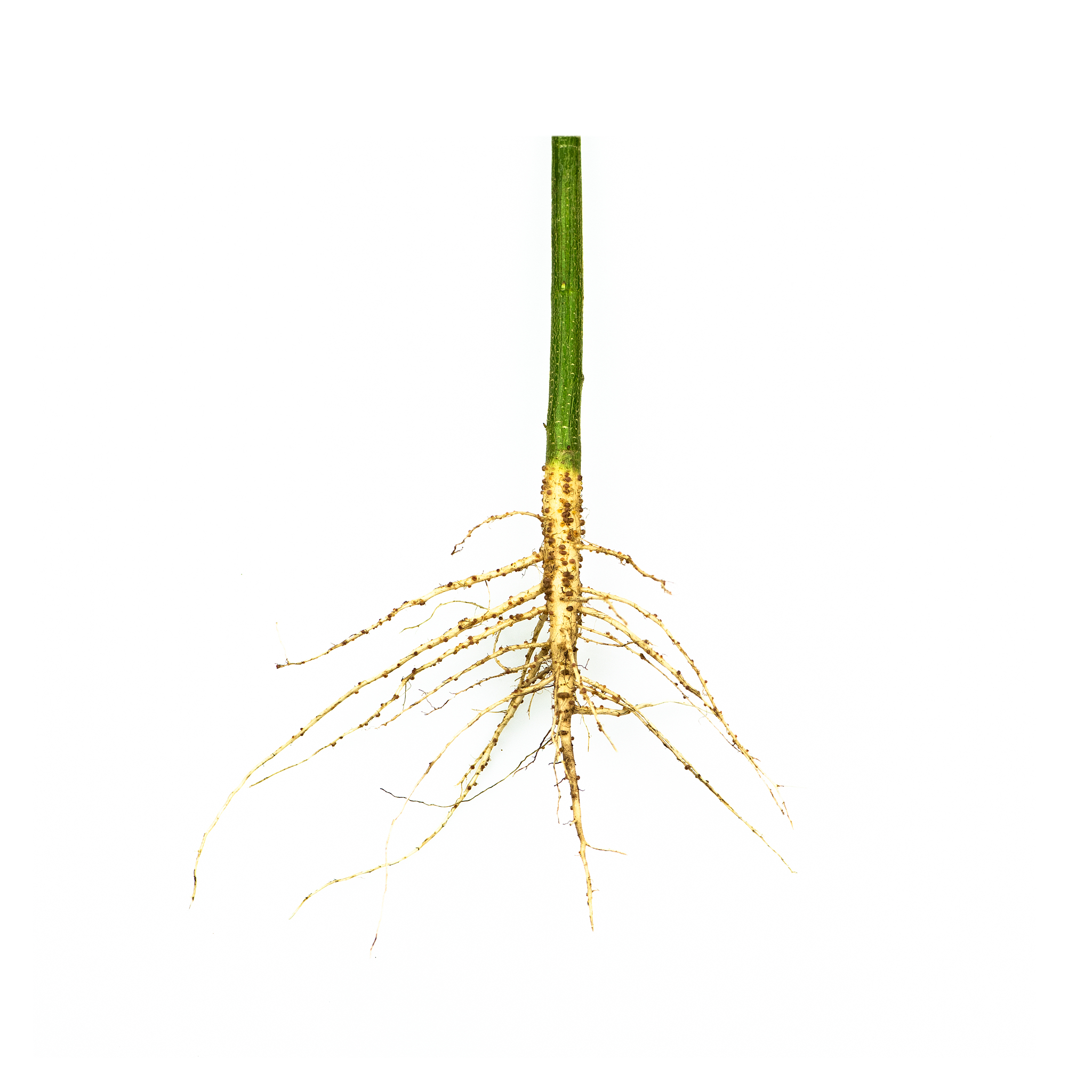 毛根的作用：植物生长的关键 | 根系功能详解