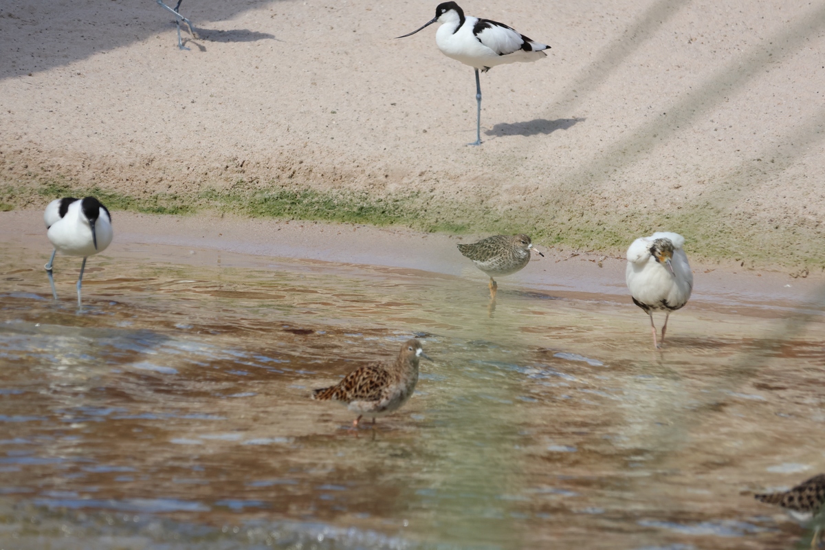 哈尔滨文化中心湿地脊椎动物种类