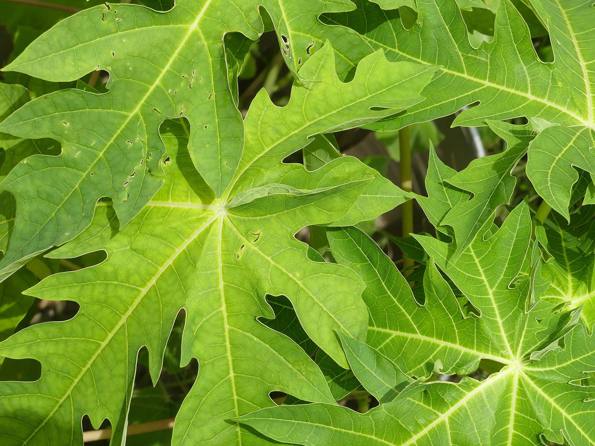 beautiful papaya leaves, young papaya in top view, green leaves 