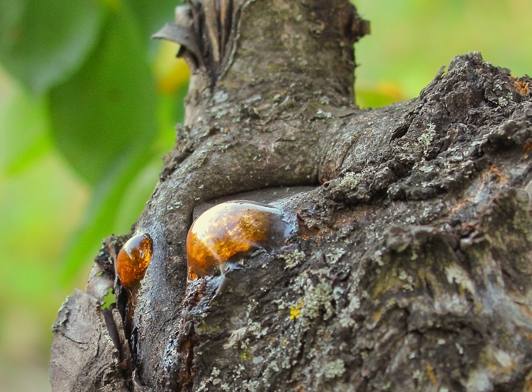 natural resin of a tree, medical raw material