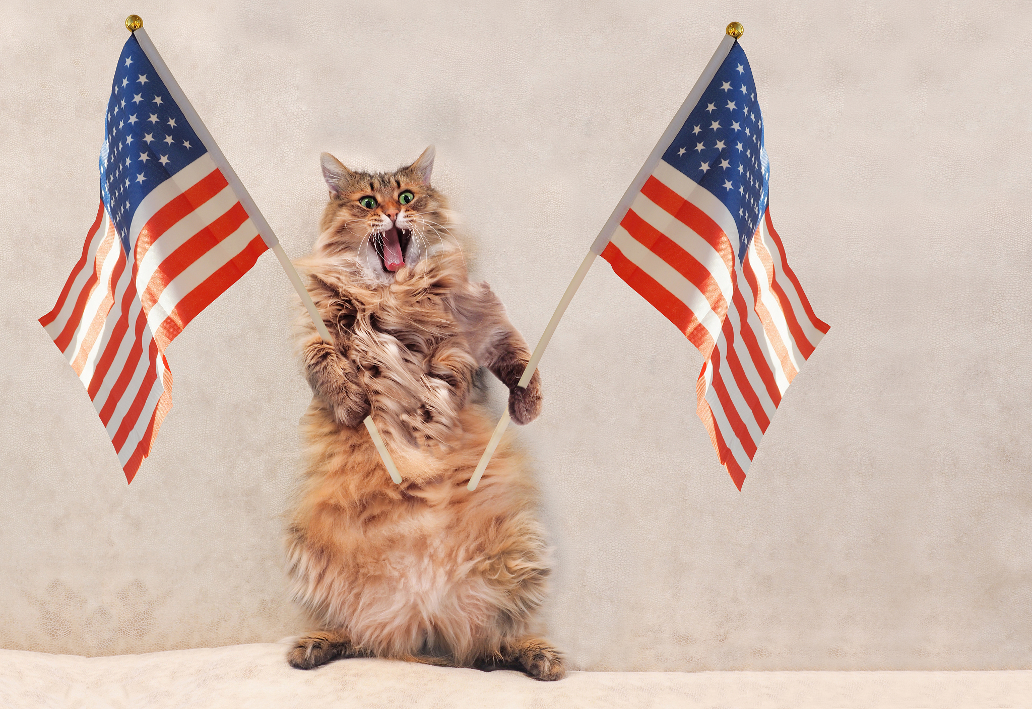 the big shaggy cat is very funny standing