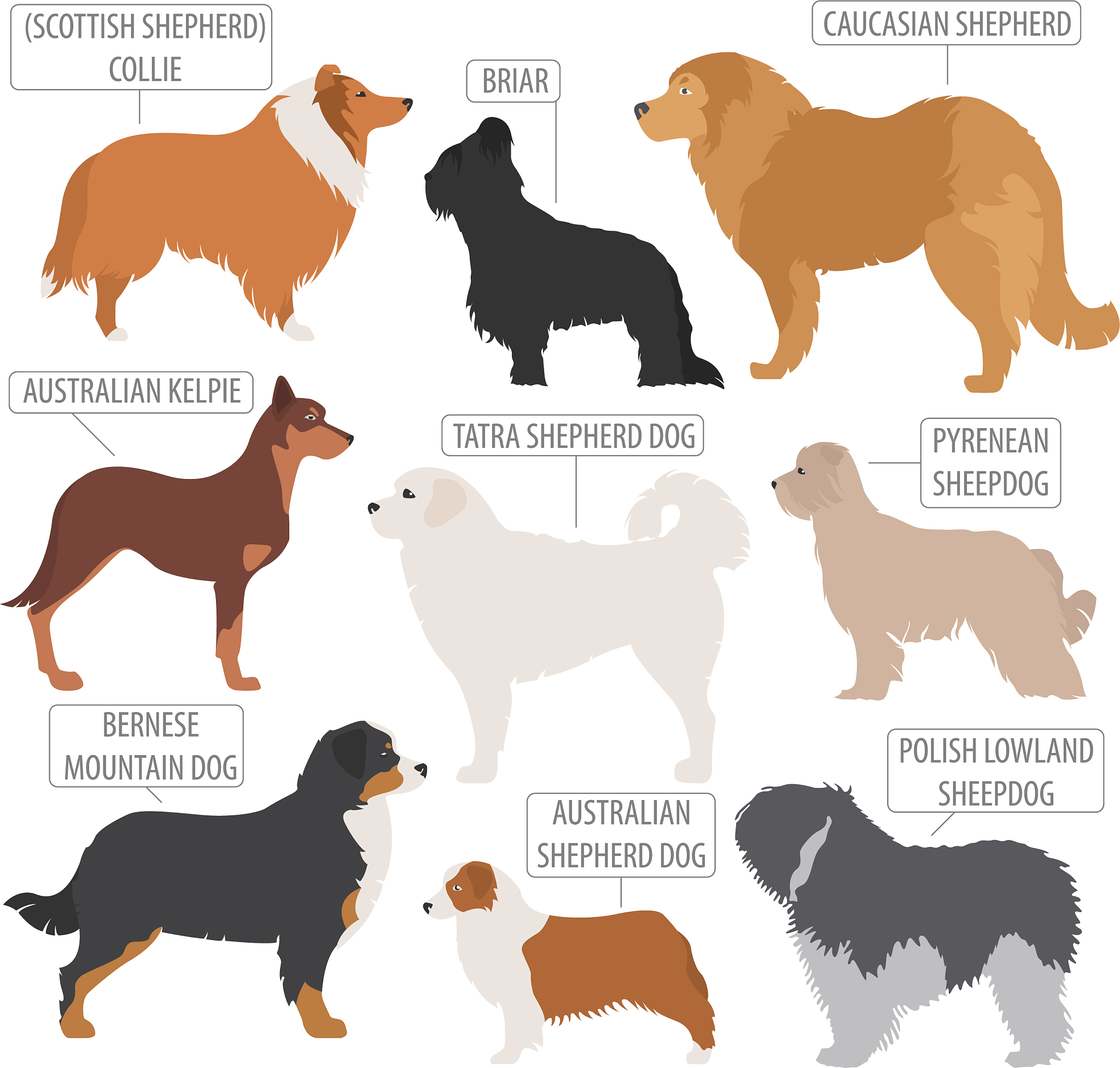 Pregnant Women and Pets: A Total Hoax, Folks!