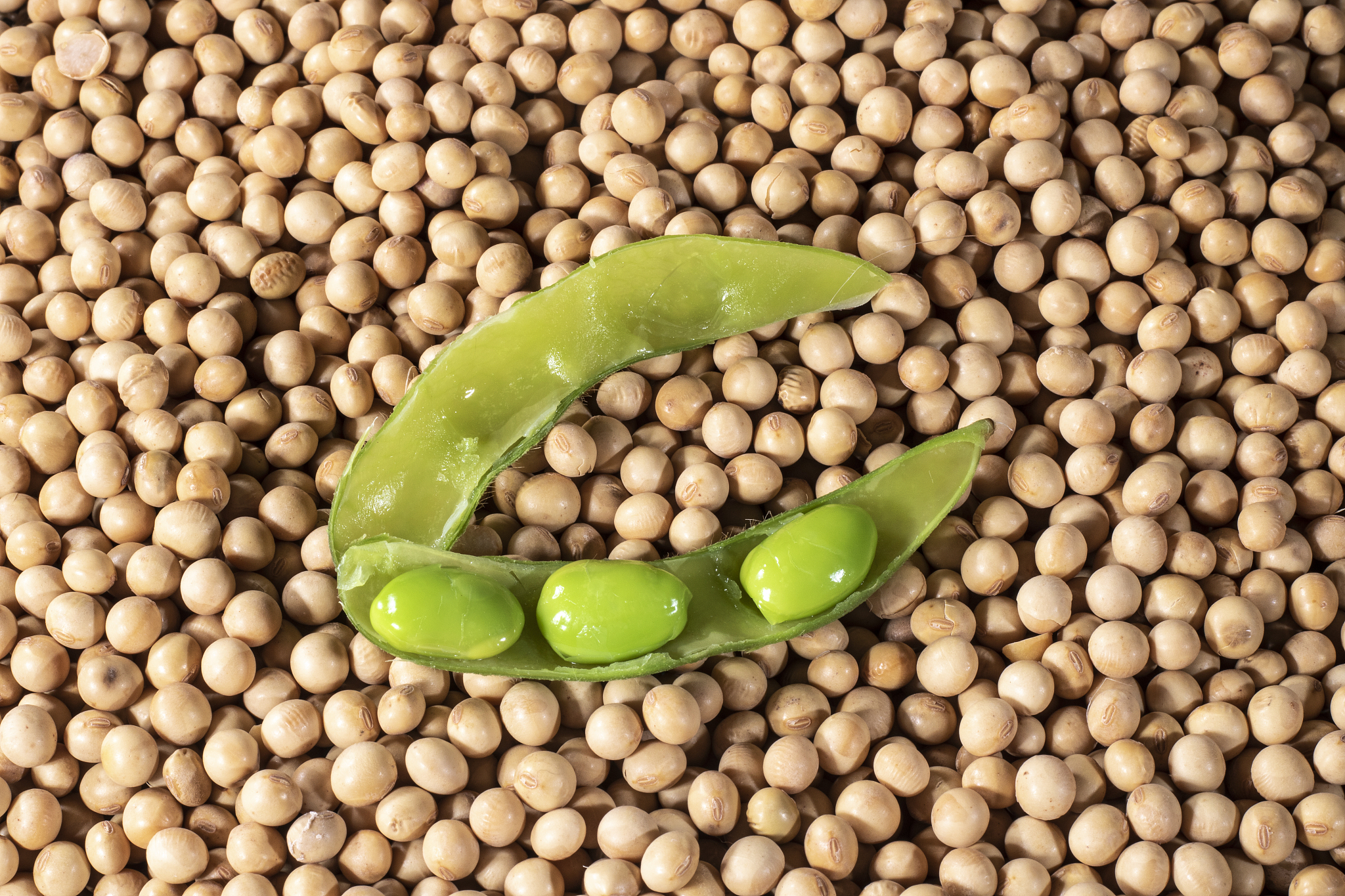 巴西大豆运输：水分控制与霉变风险