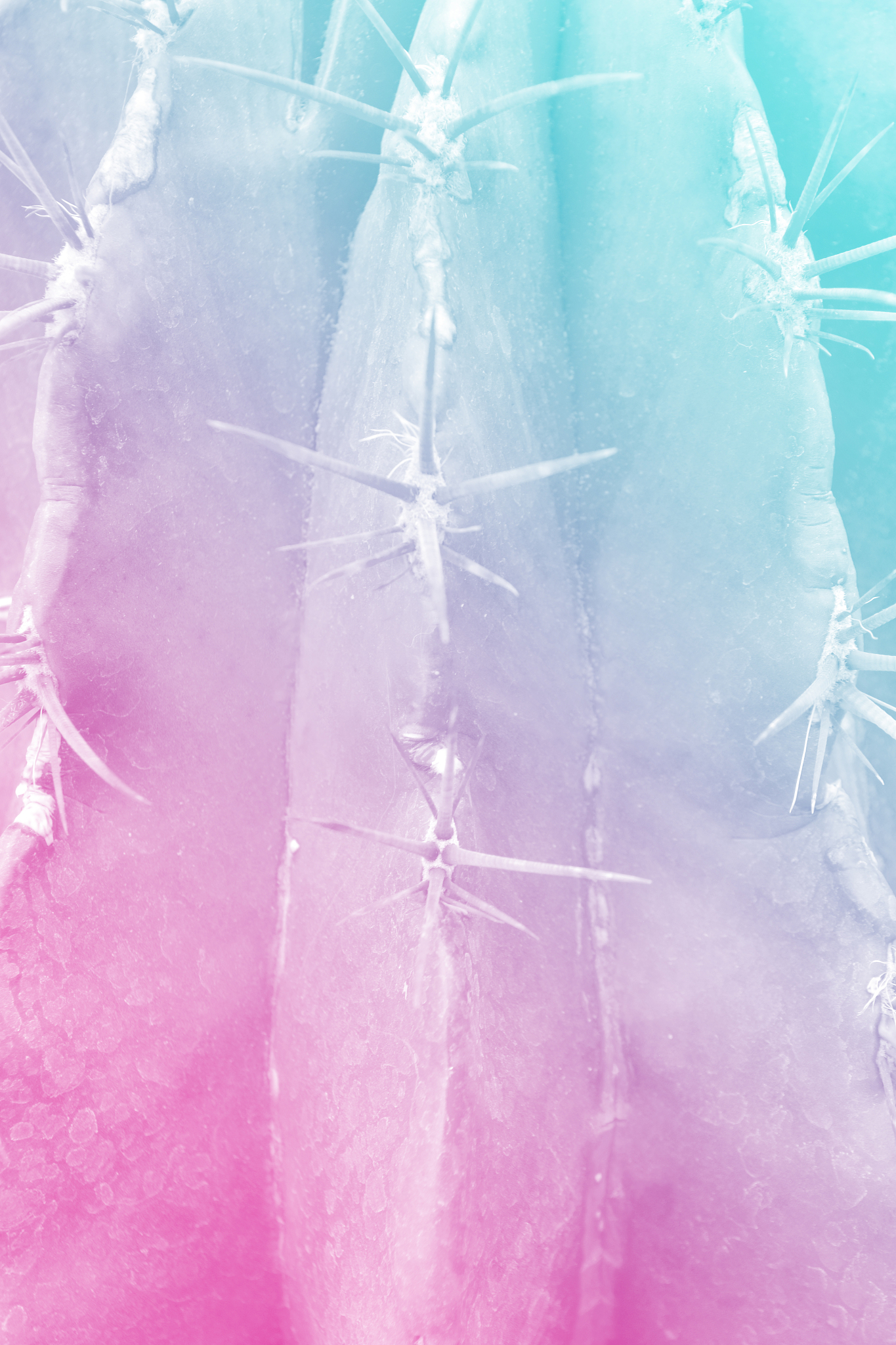 thorn cactus texture background in close up view. holographic to