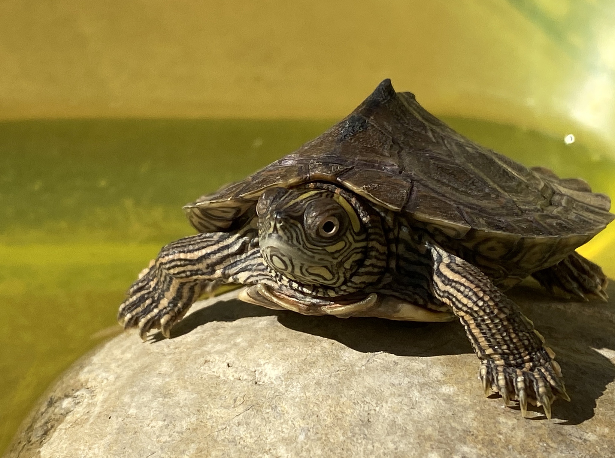 turtle