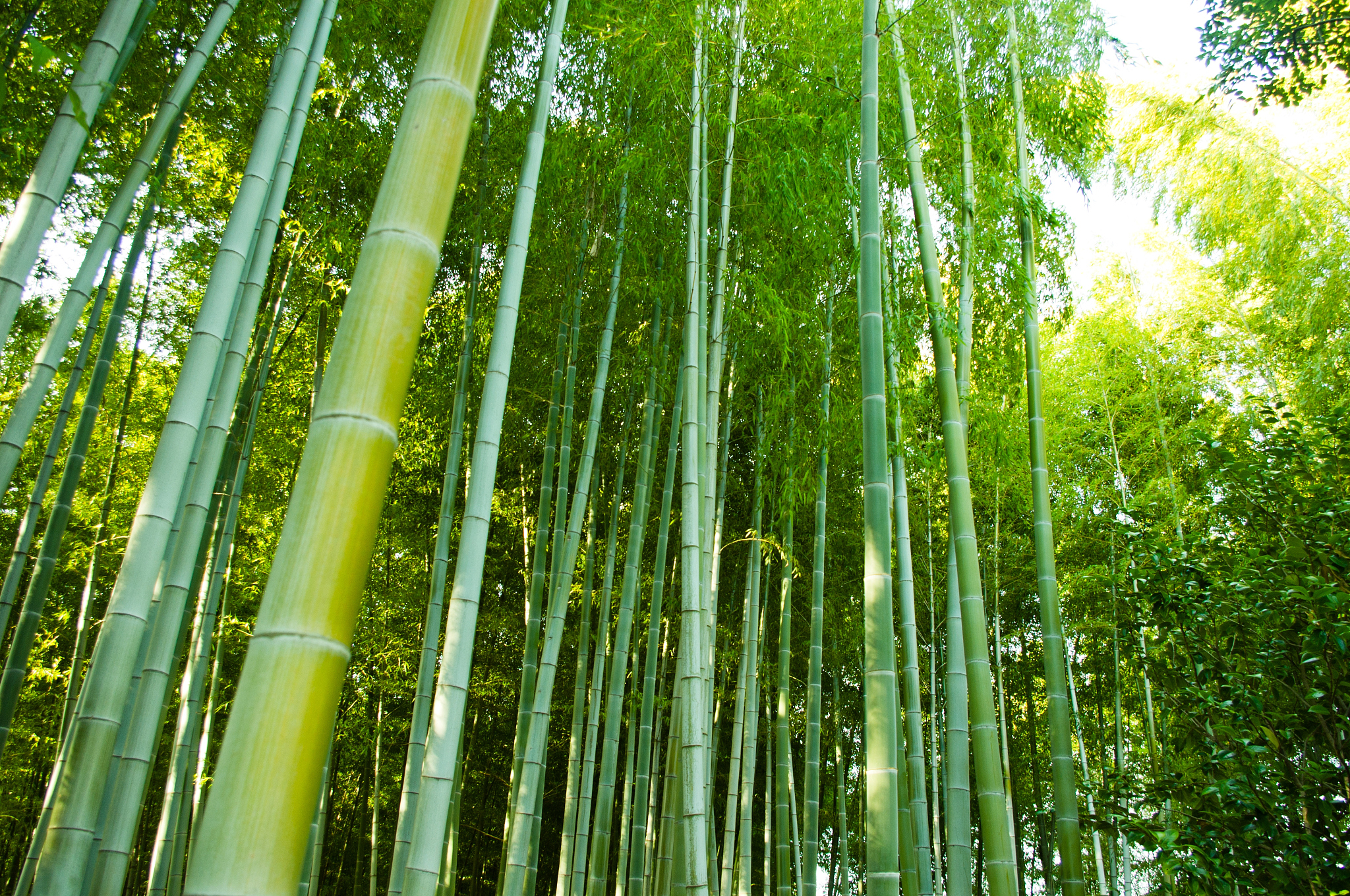 bamboo forest