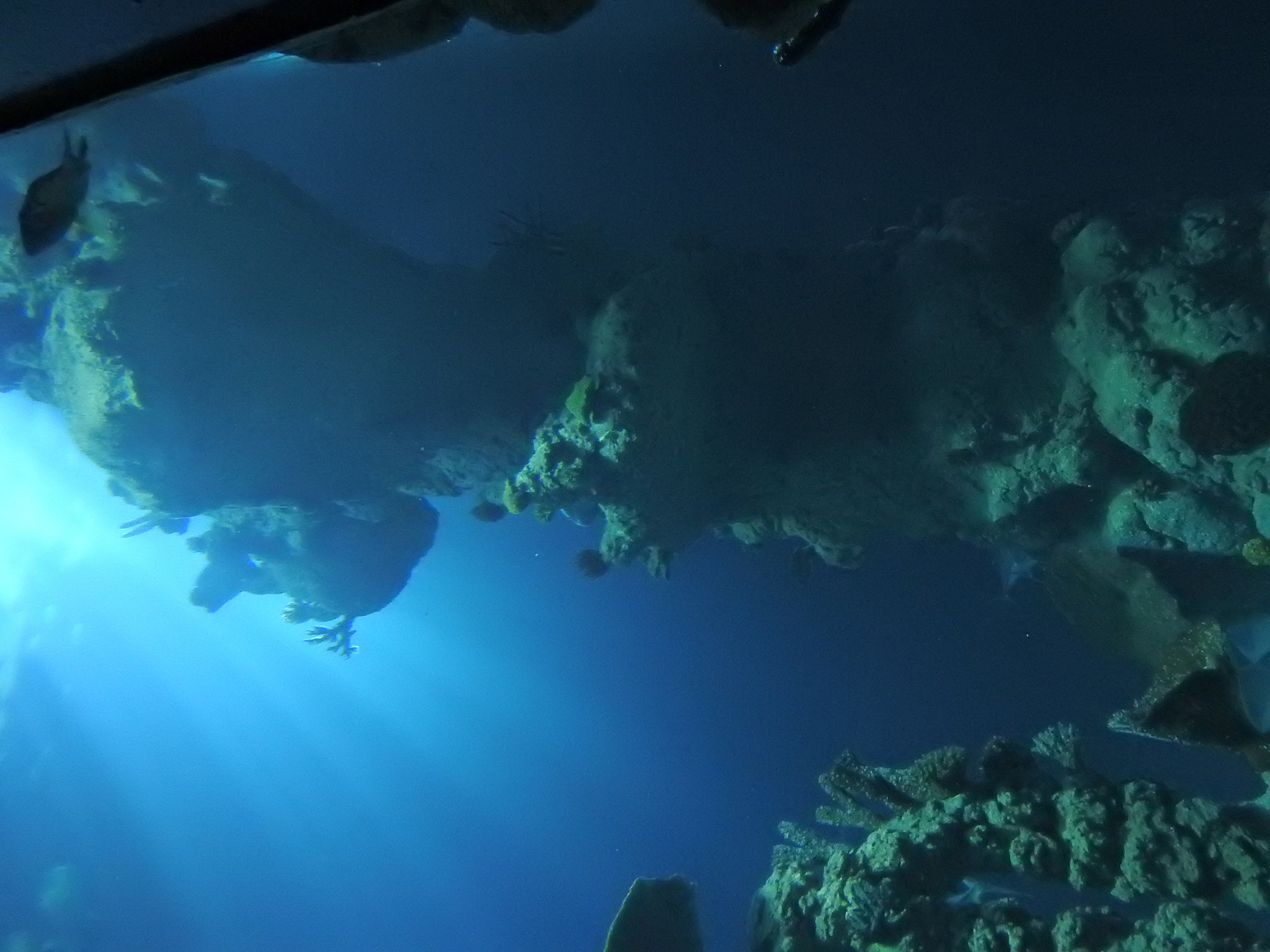 underwater landscape