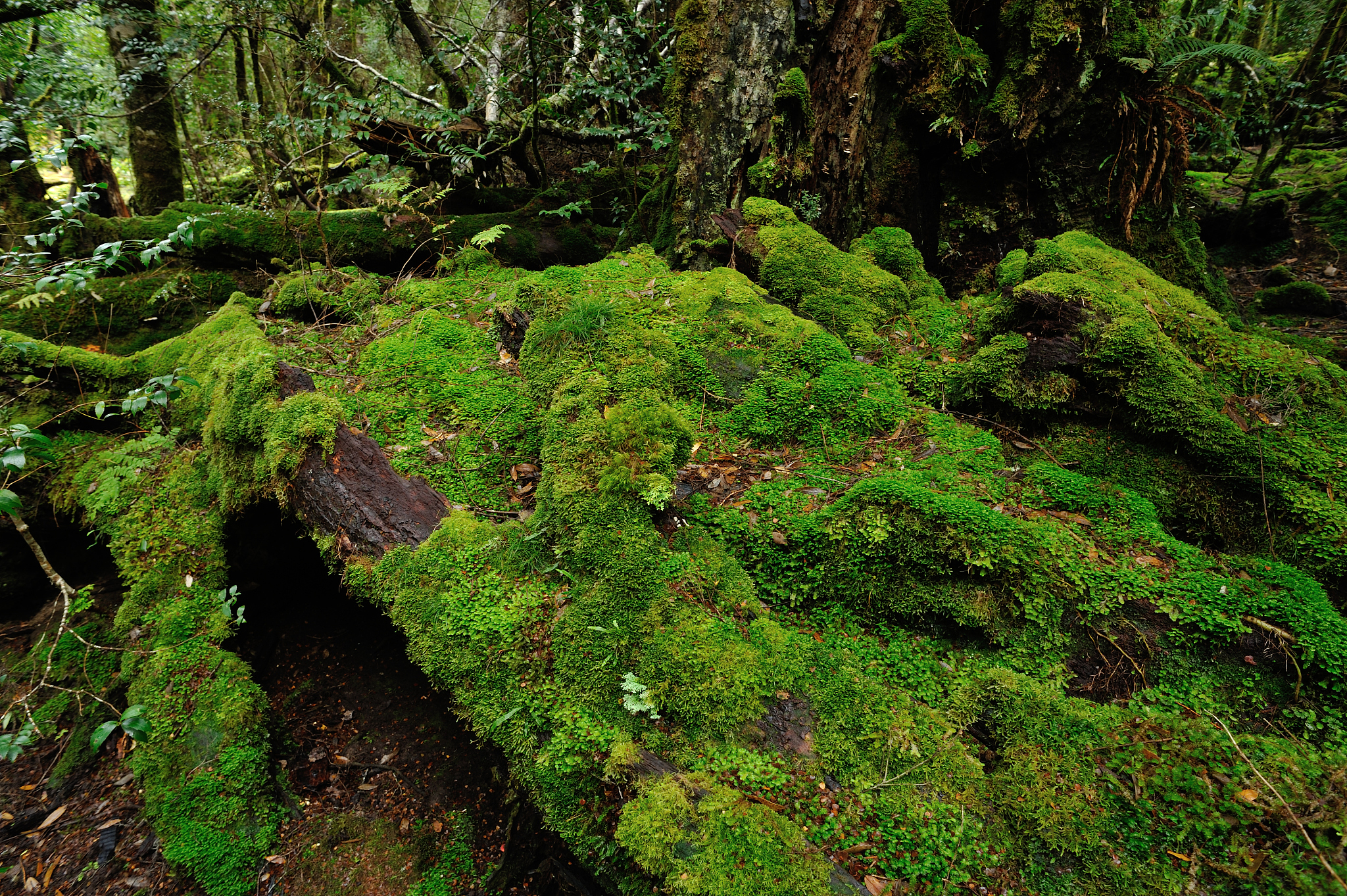 苔藓植物的区域包括哪些
