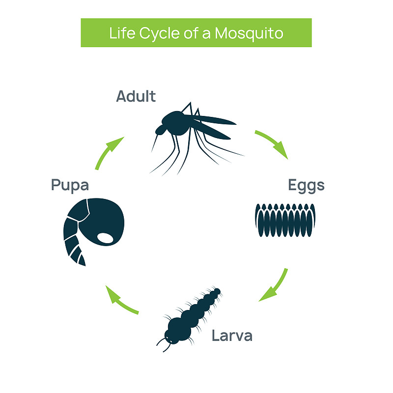 如何制作用生物手段研发抗寒蚊子
