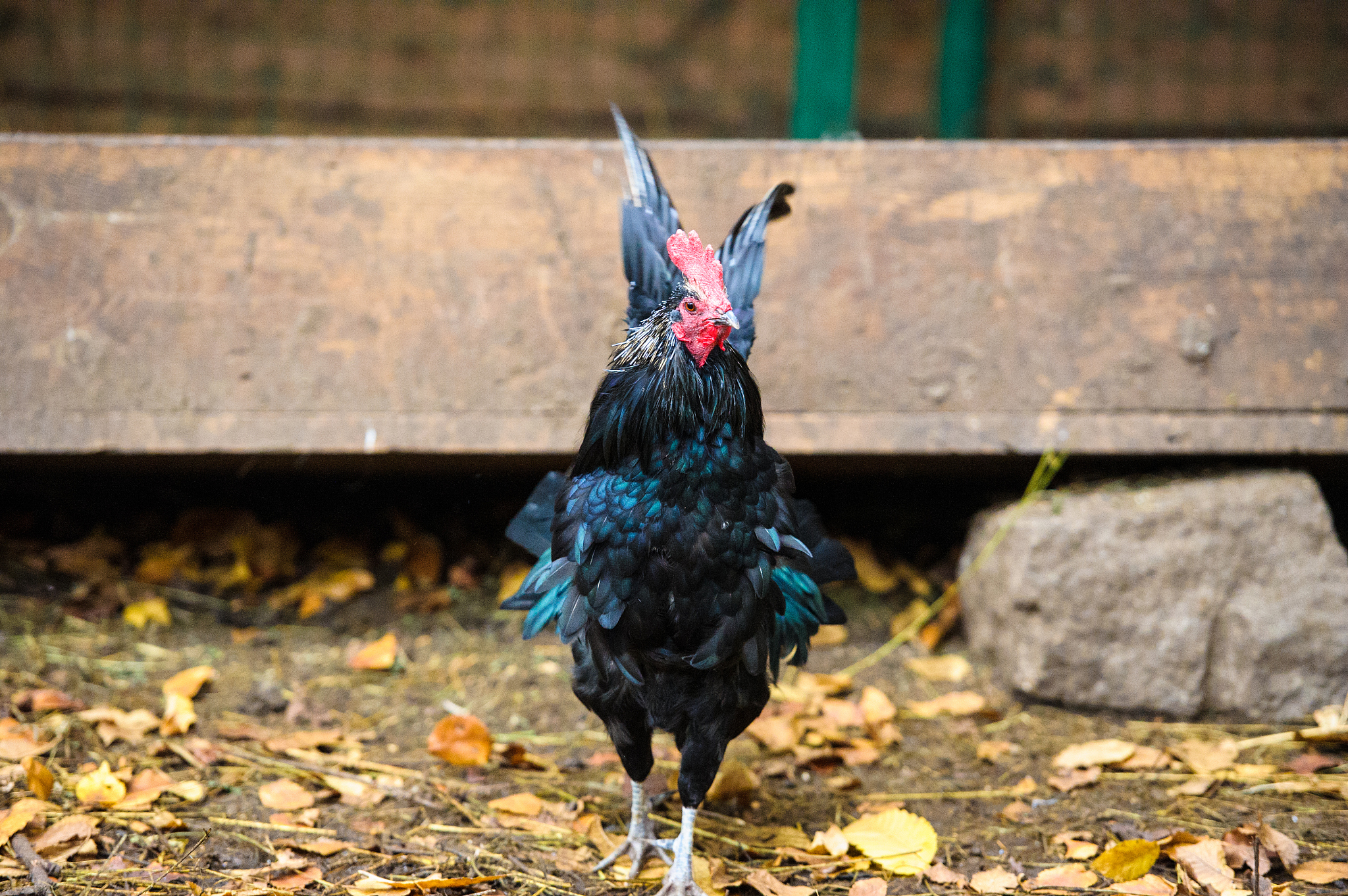 chicken