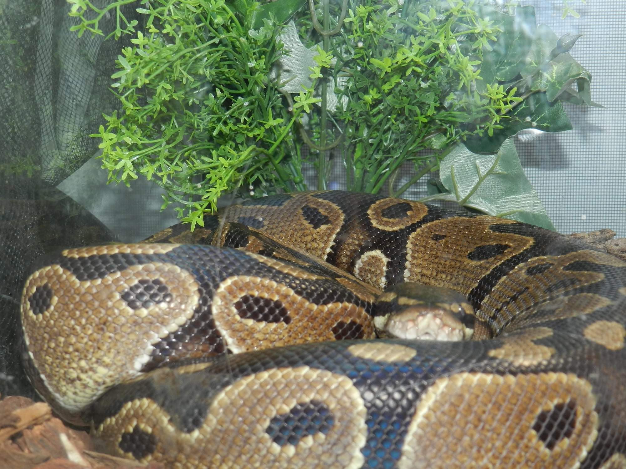 snakes