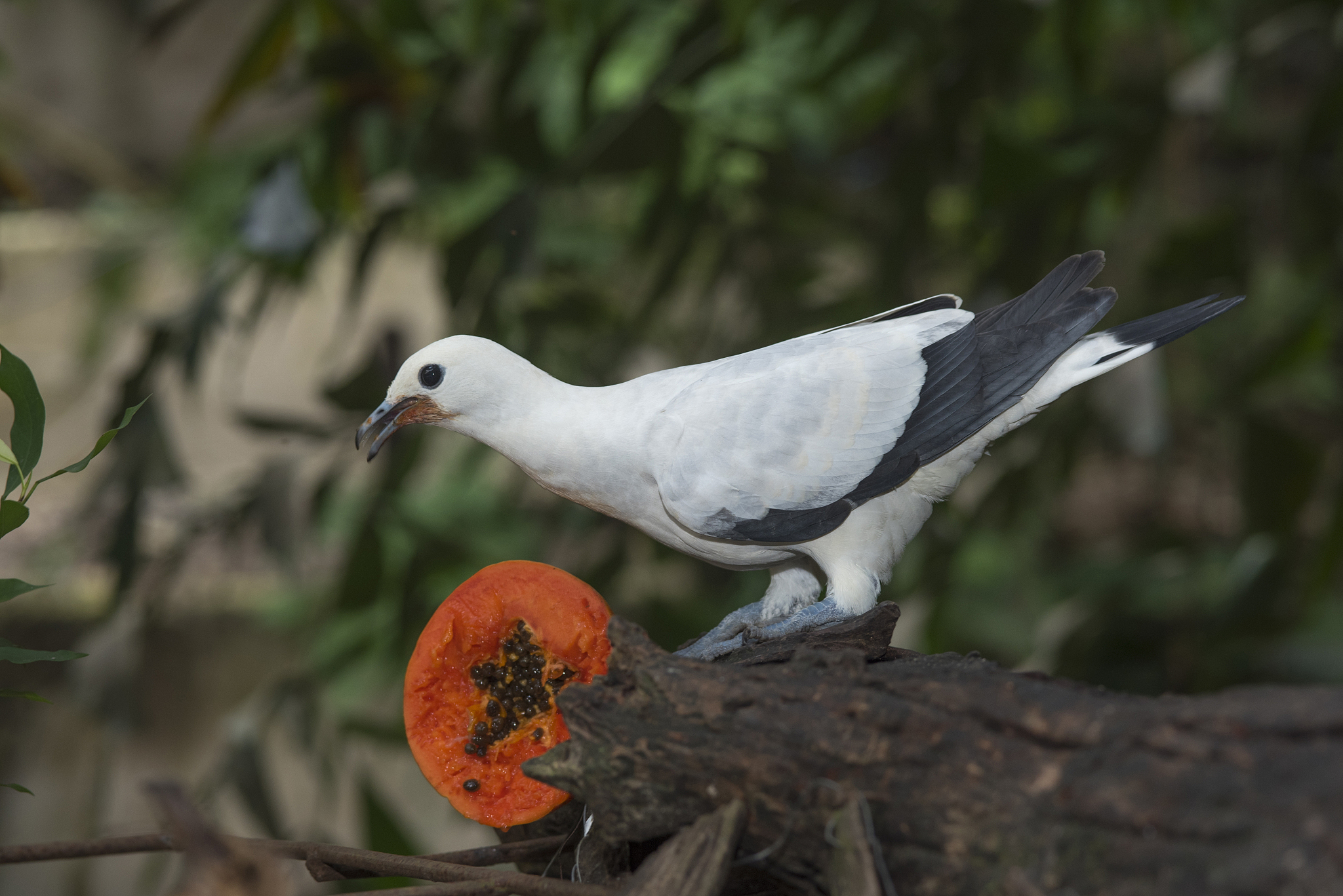 pied imperial pigeon