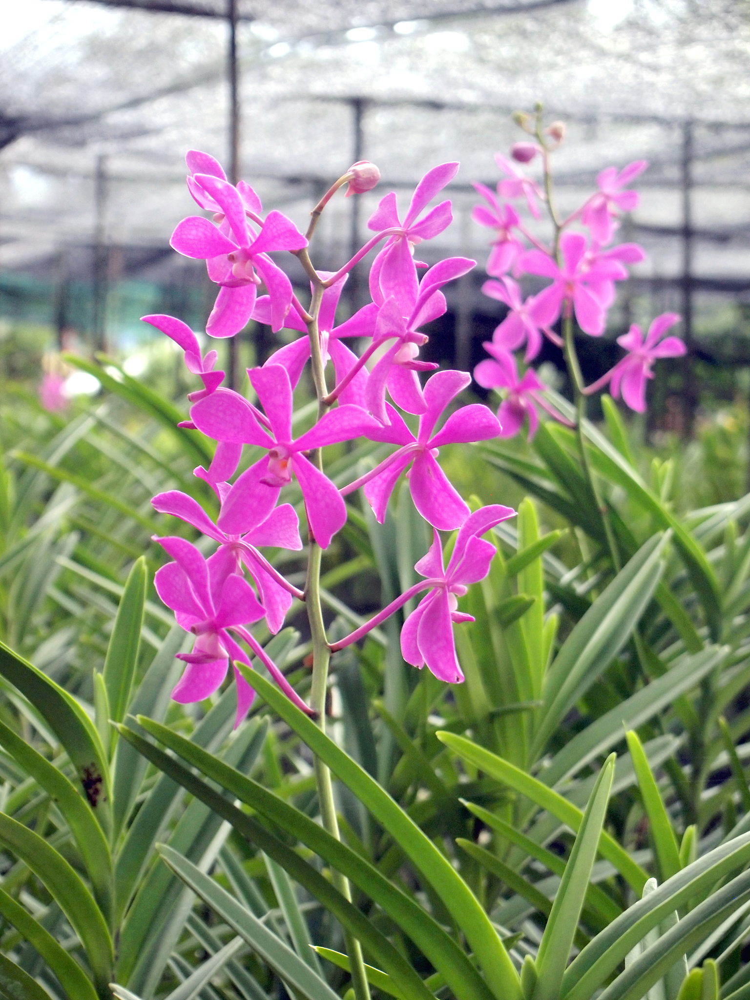 orchids
