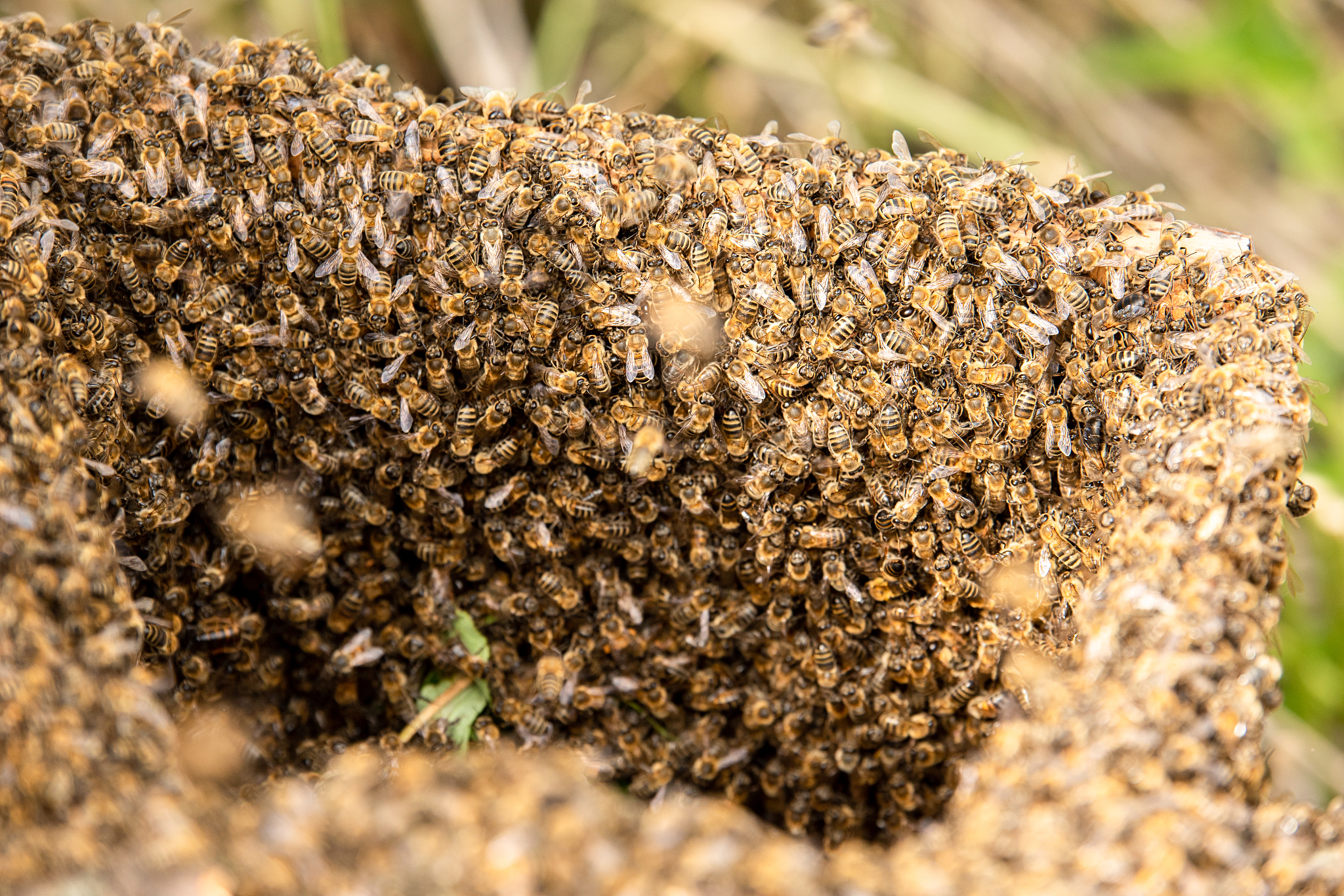 swarm of bees close-up in a trapped bee collector.