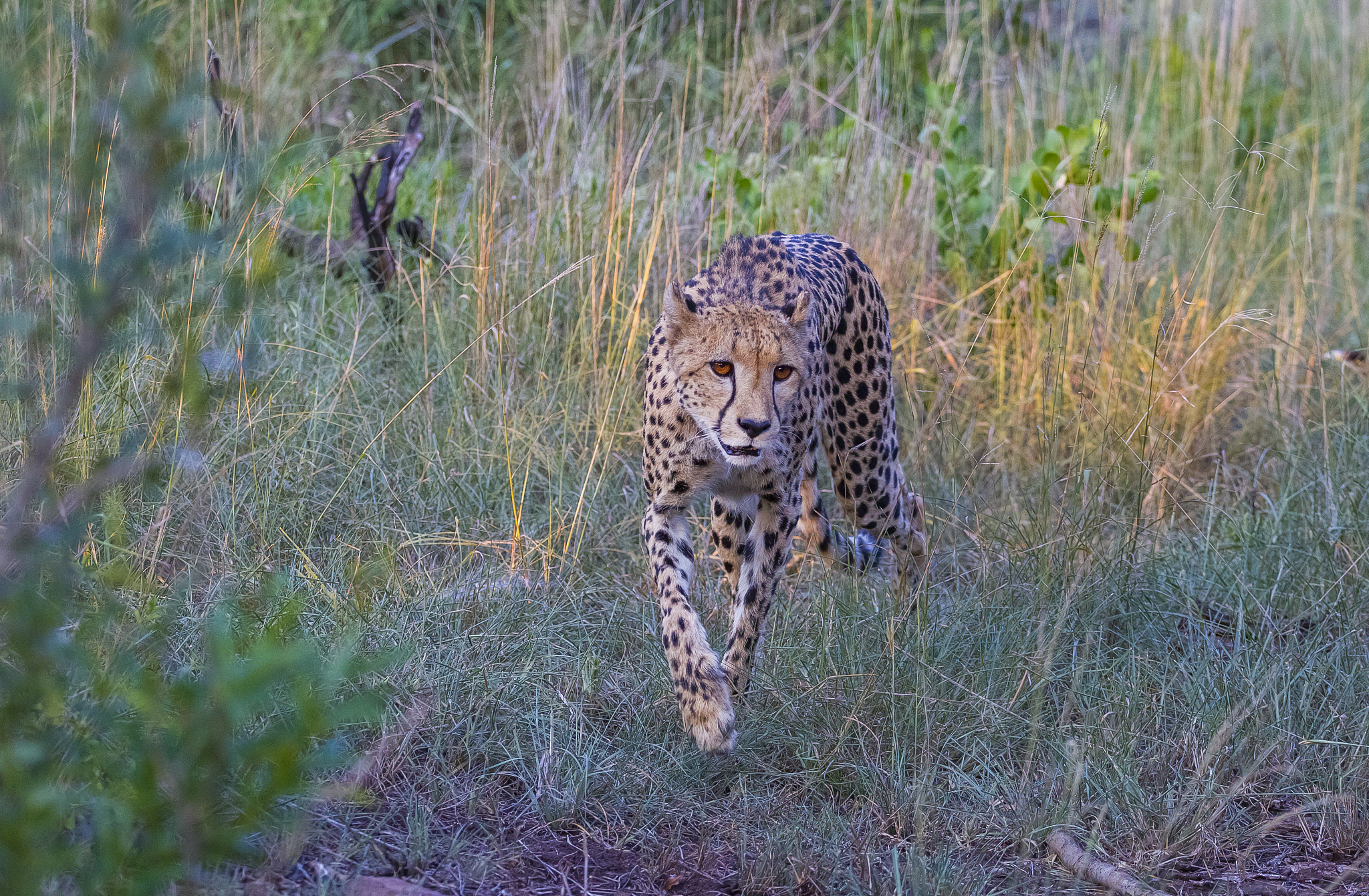 cheetah / south africa