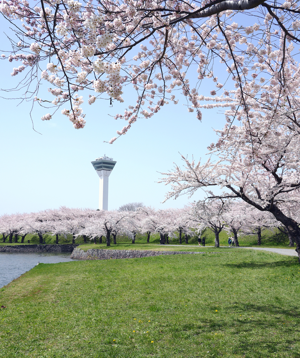 旅游攻略樱花,旅游攻略樱花视频