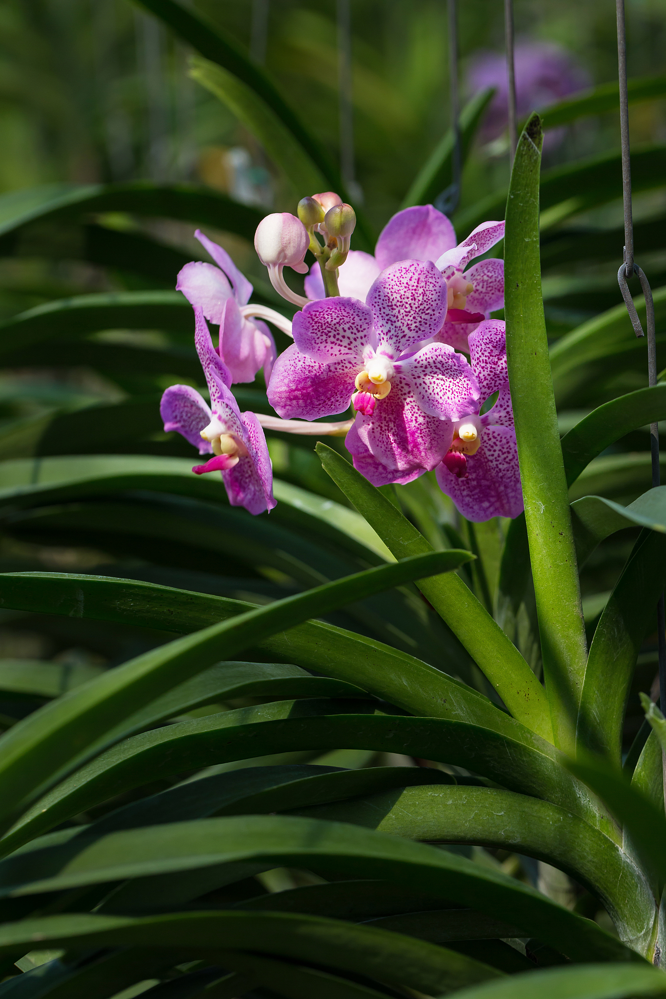 orchids is considered the queen of flowers in thailand