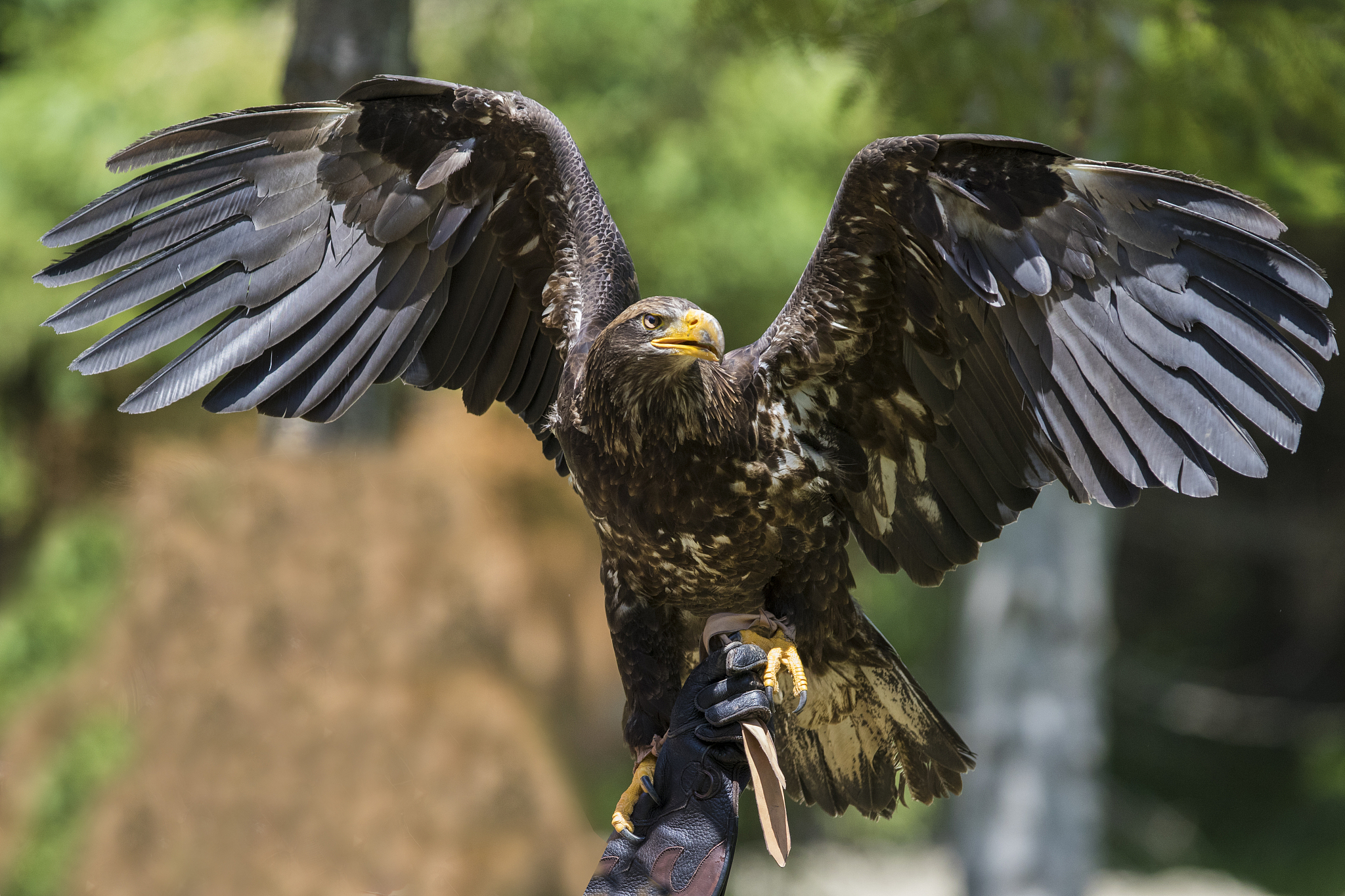 老鹰：猛禽之王，外貌、行为、心理深度解析