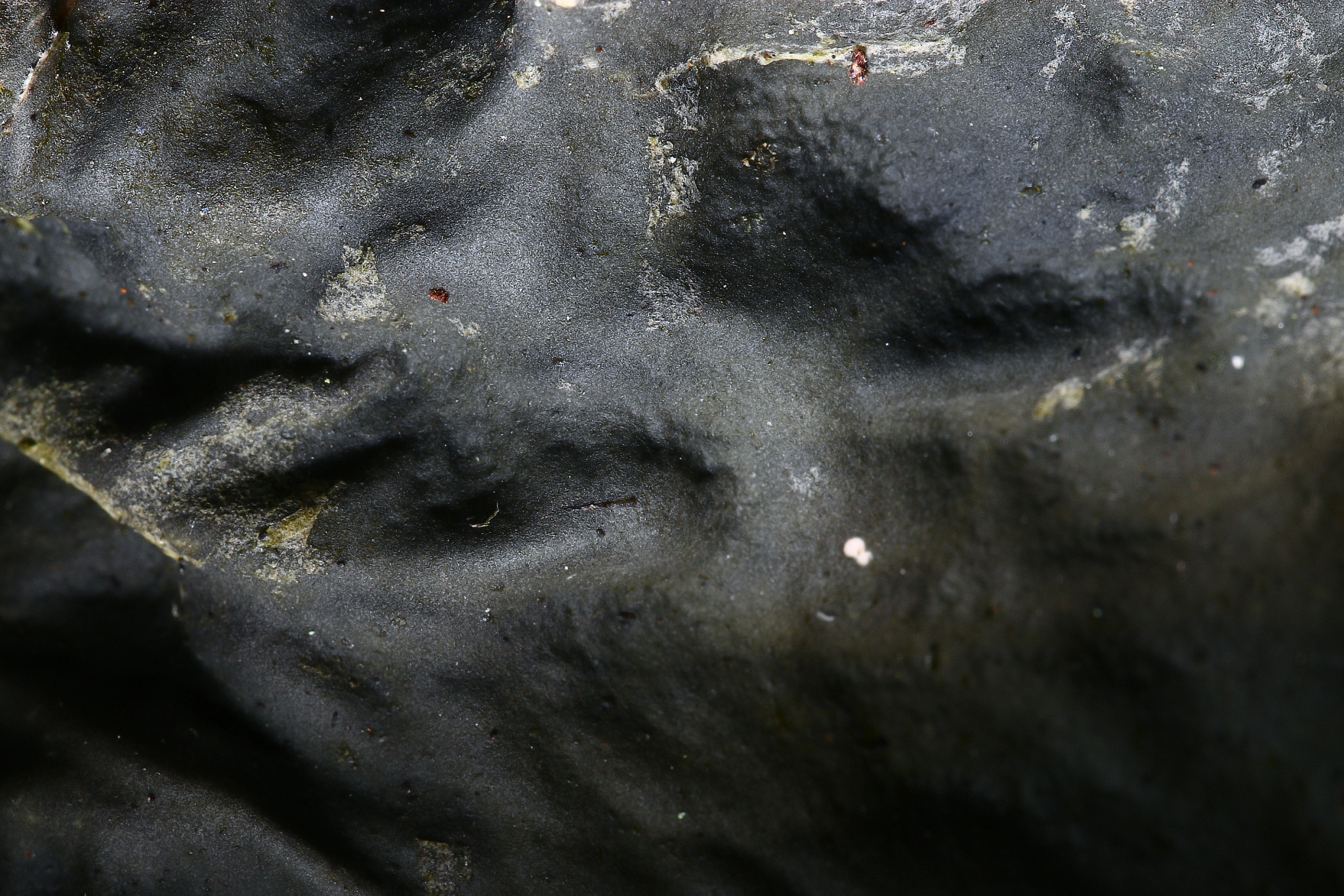 为什么有的大豆上长得霉菌是白色有的是灰色的