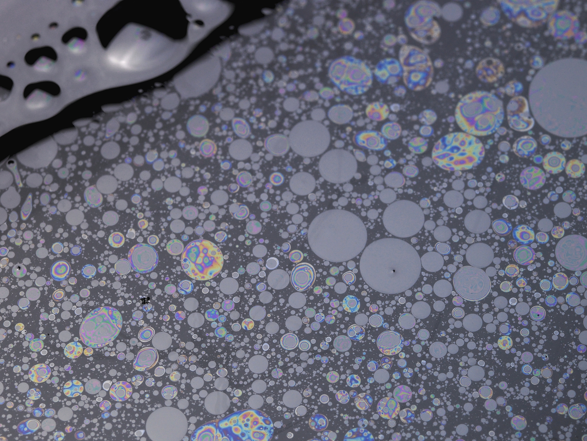 ICR乳鼠口服攻毒后组织液对Marc-145细胞的病变影响