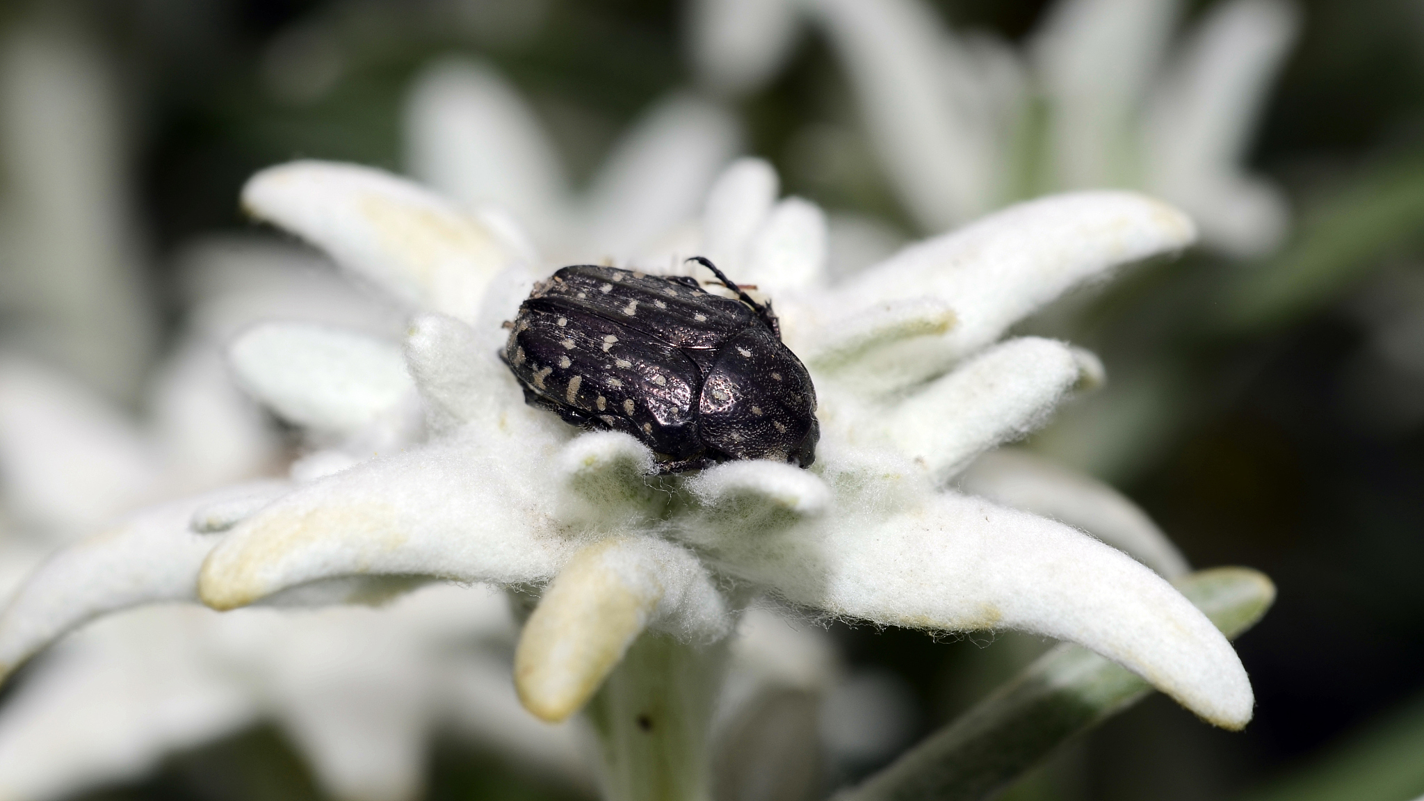 卡塔纳先生是一款动作敏捷闯关游戏手游更新日志
