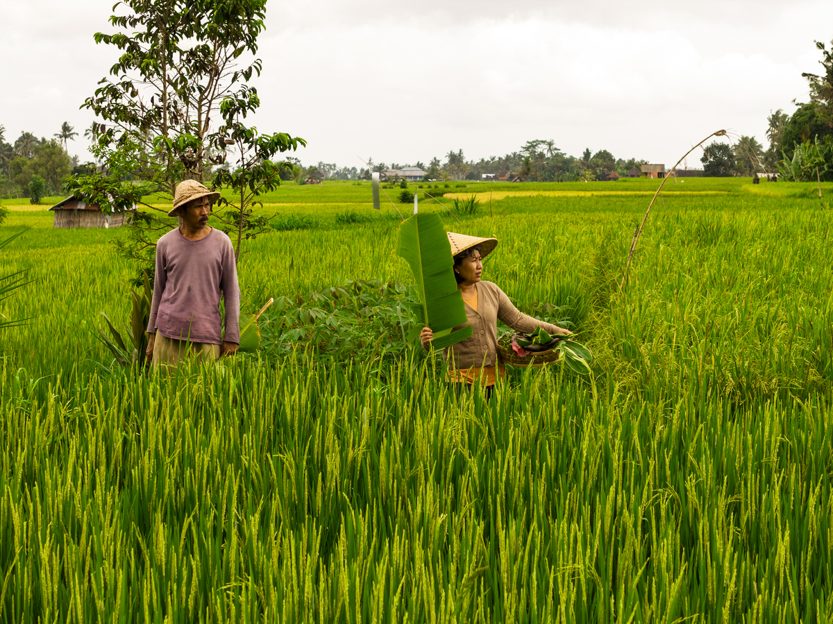 《喜看稻菽千重浪》受众群体分析 - 农民、城市居民、文学爱好者等