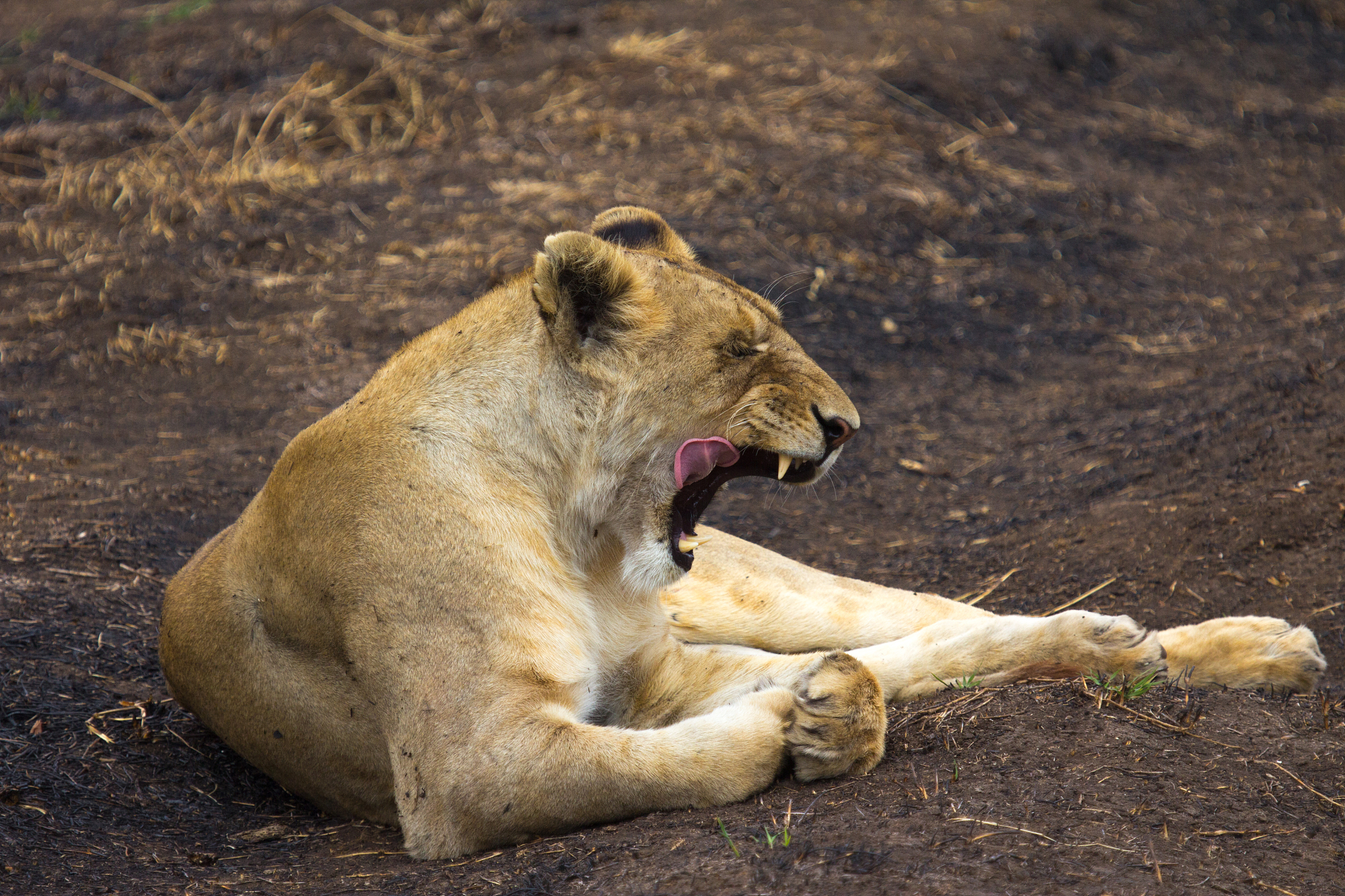 yawning lion licking her chops.