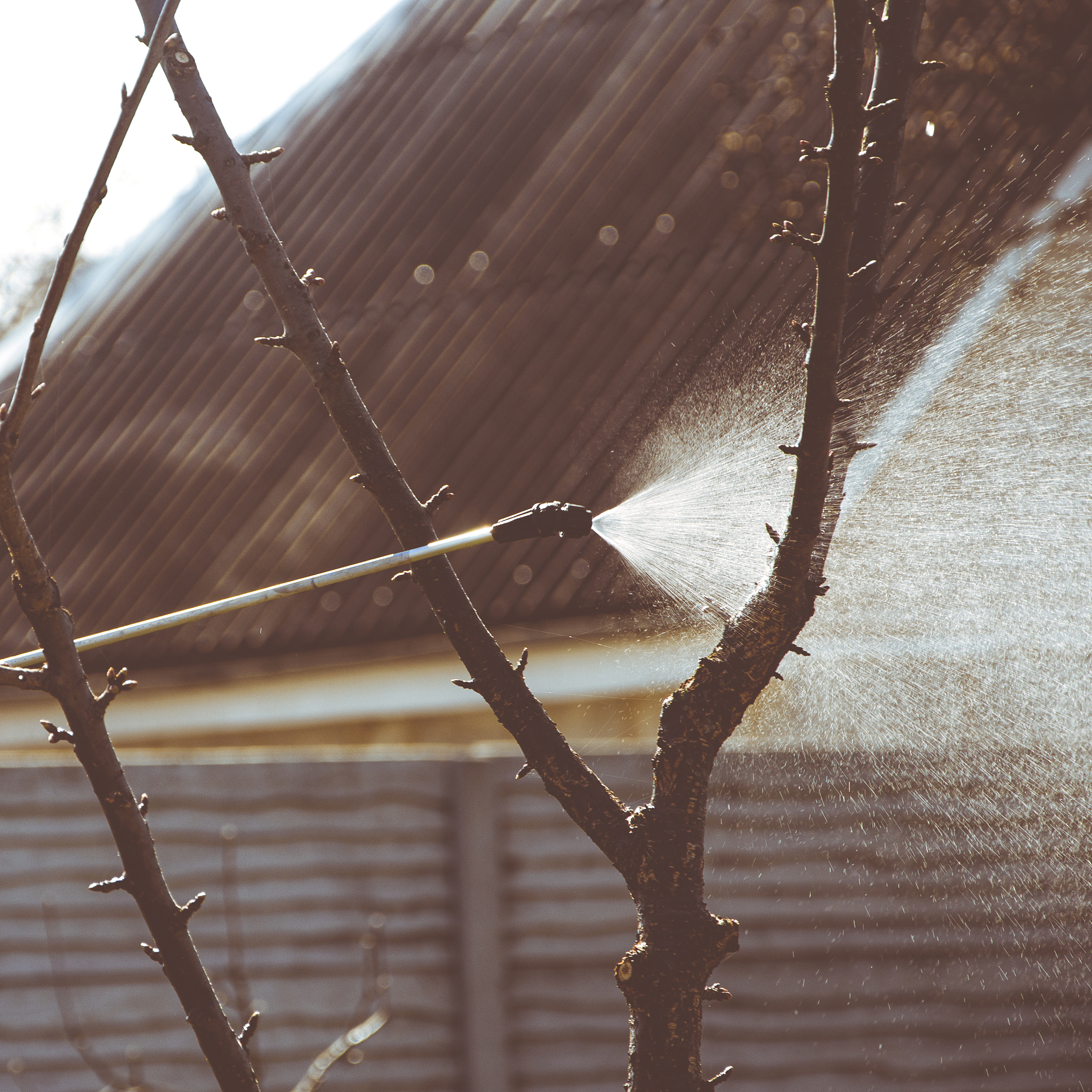 关于农业棒孢菌防治的情况分析