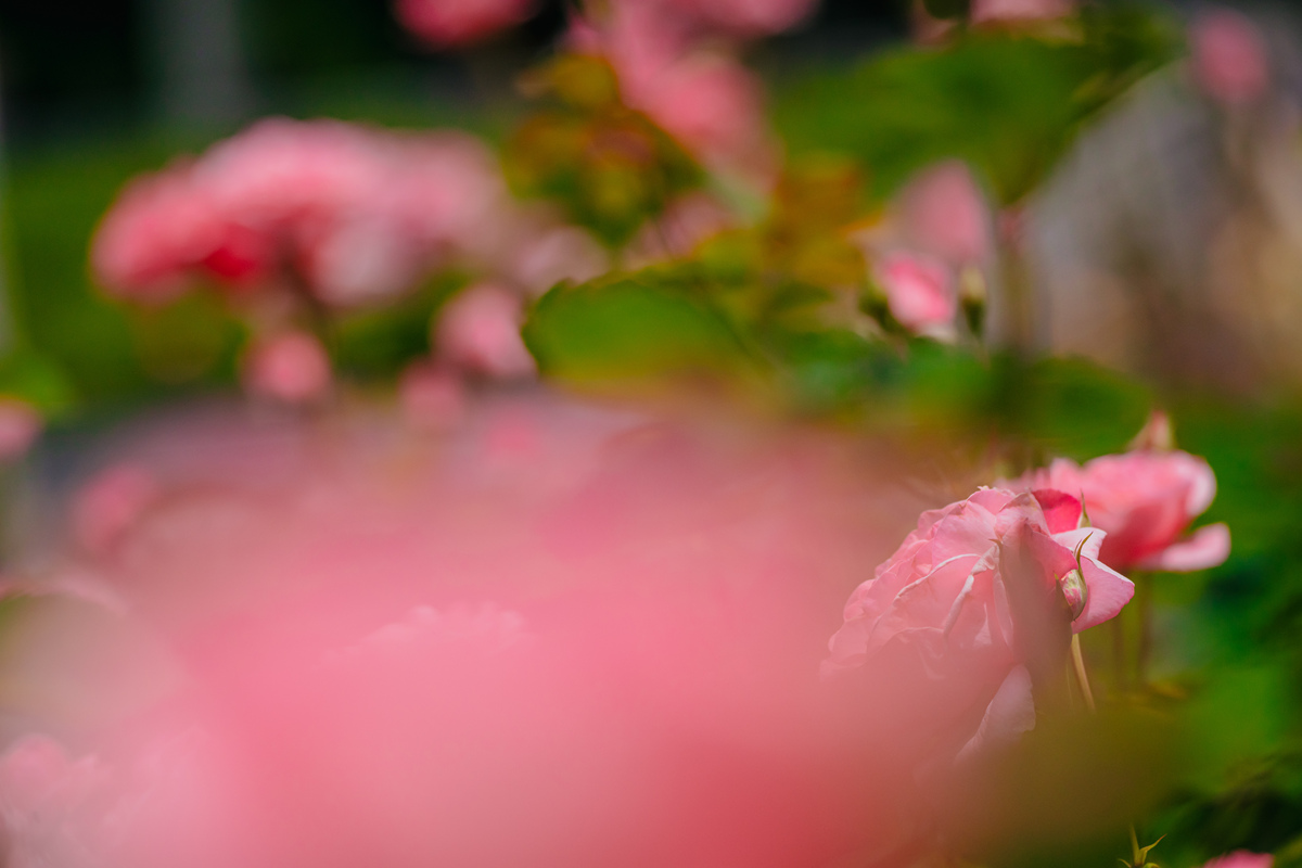 花开花落又一季，一路微风送晚霞：解读爱情中的流逝与温情