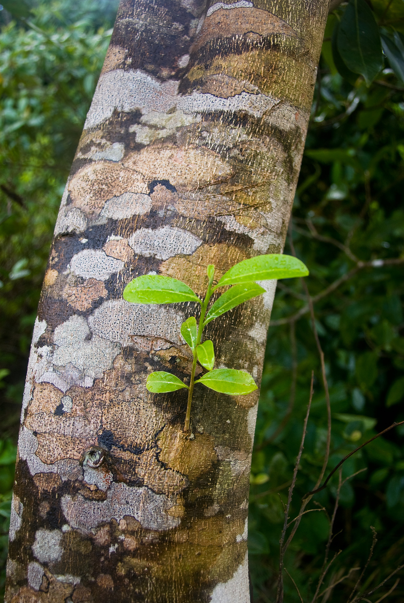 Theoretical as well as laboratory work often neglects the effect of external environmentalmortality eg predators diseases parasites However several theoretical studieshave demonstrated that this facto