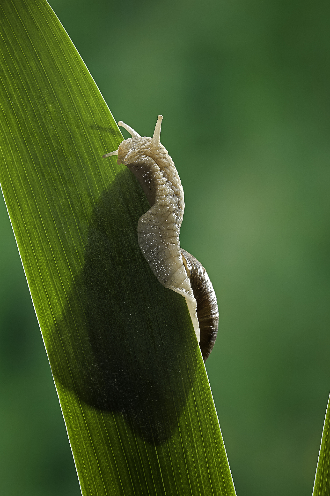 蜗牛会吃干叶子吗