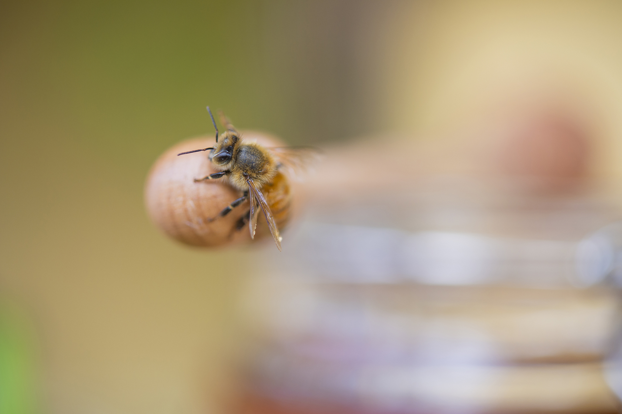 honey and honey bee