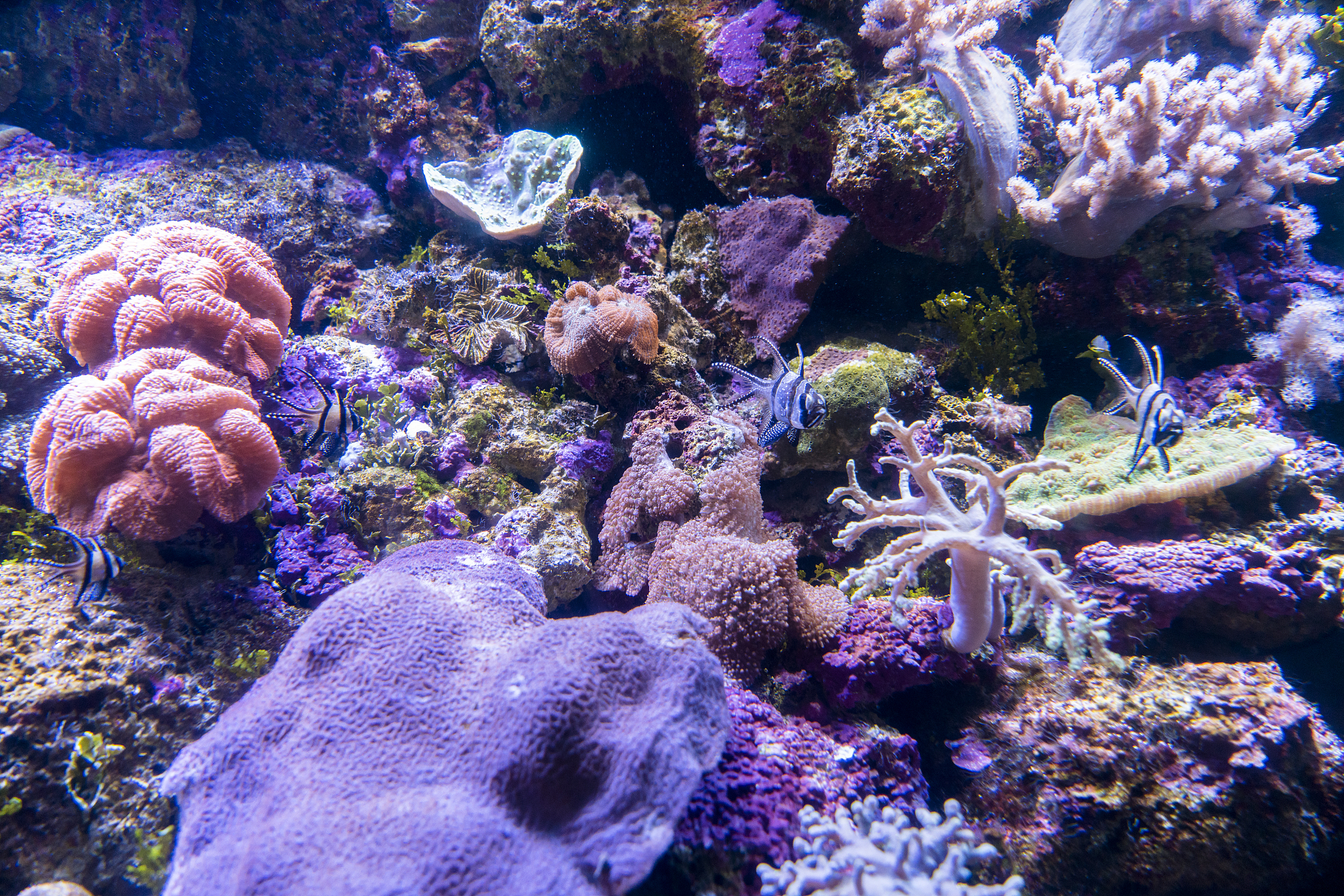 DEEP-SEA RESEARCH PART II: 深海研究领域顶尖期刊推荐