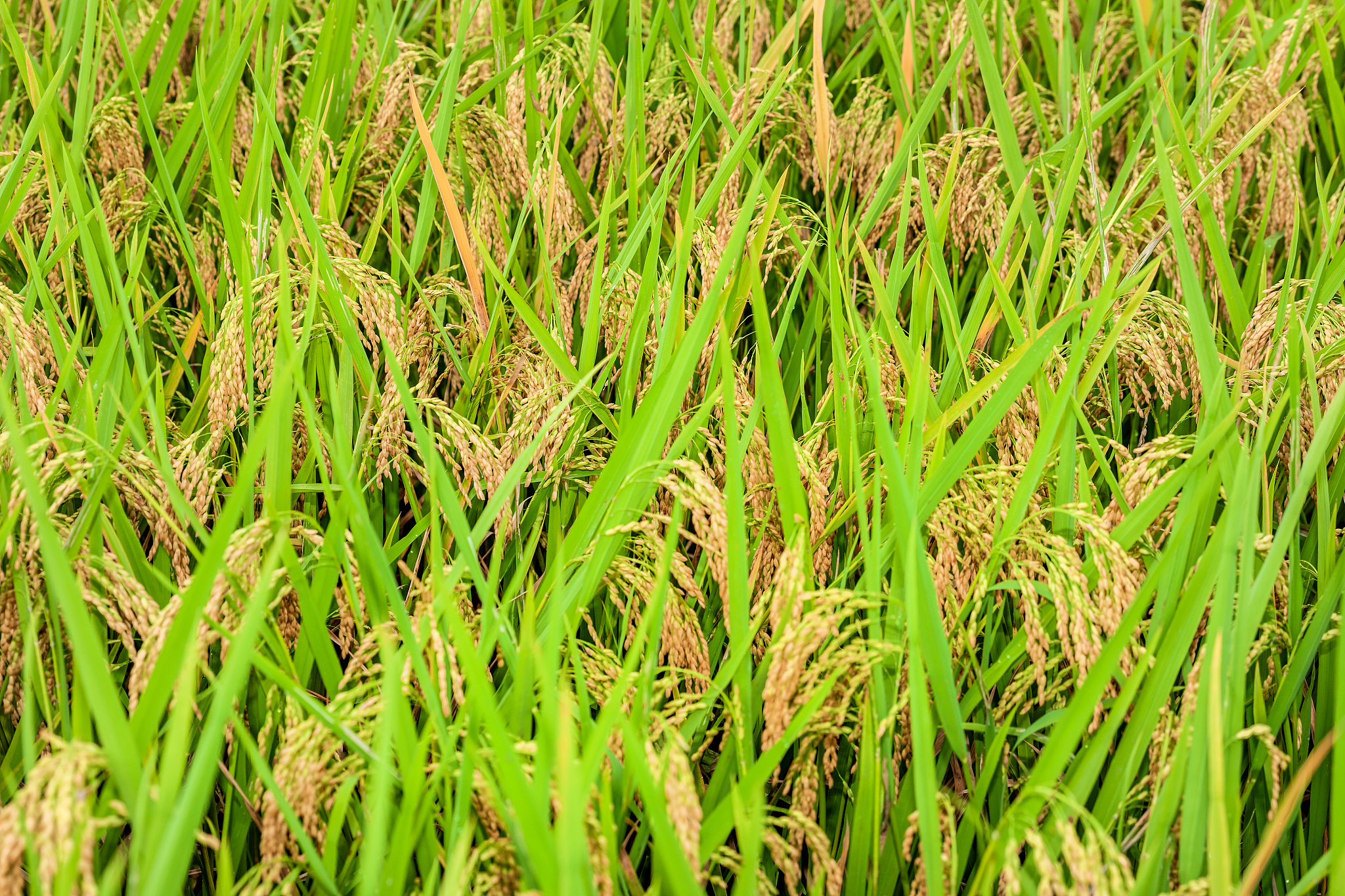 贵州高考理科生530分可选大学