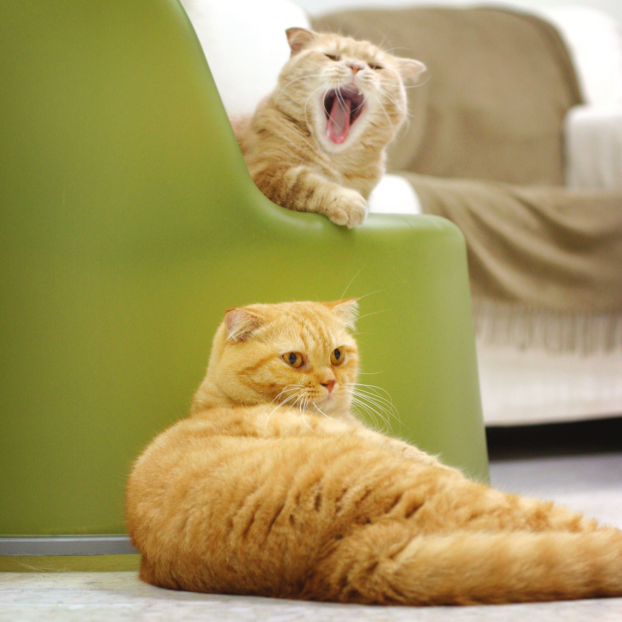 猫咪生气了？铲屎官必备的哄好技巧！